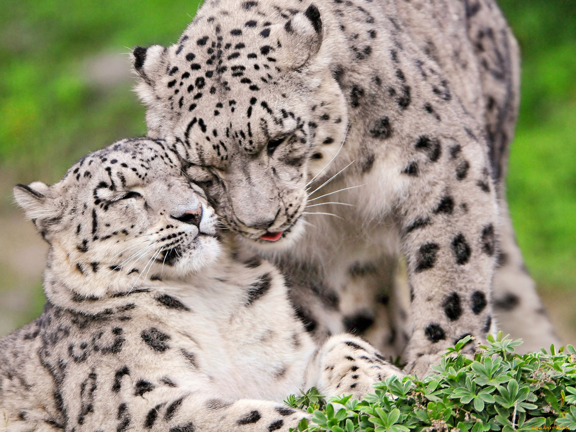 животные, снежный, барс, ирбис