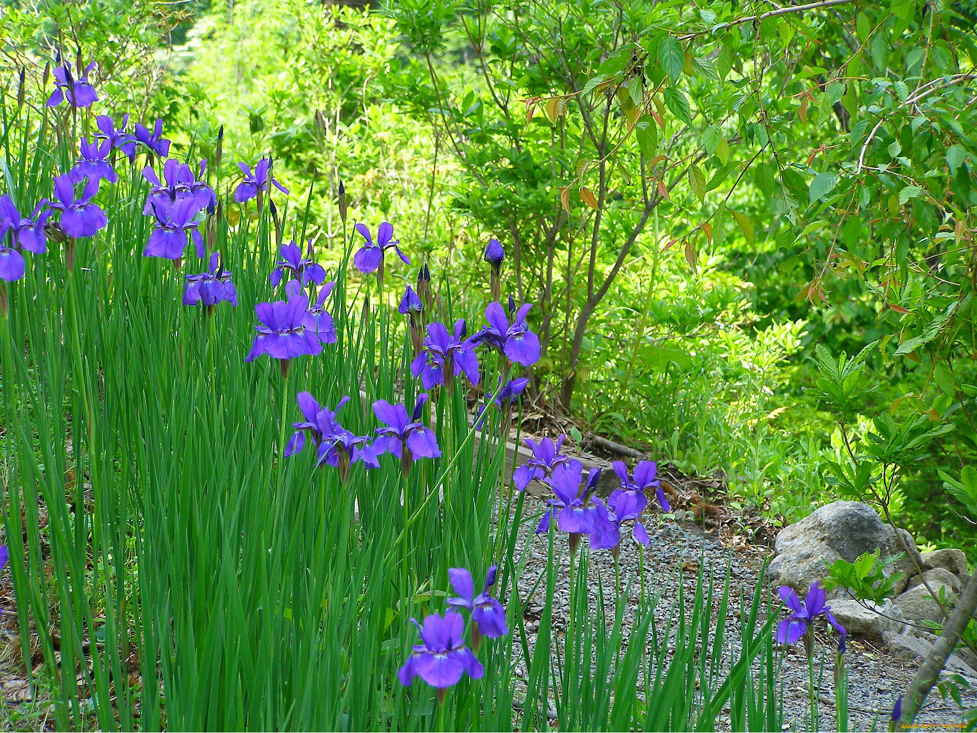 цветы, ирисы