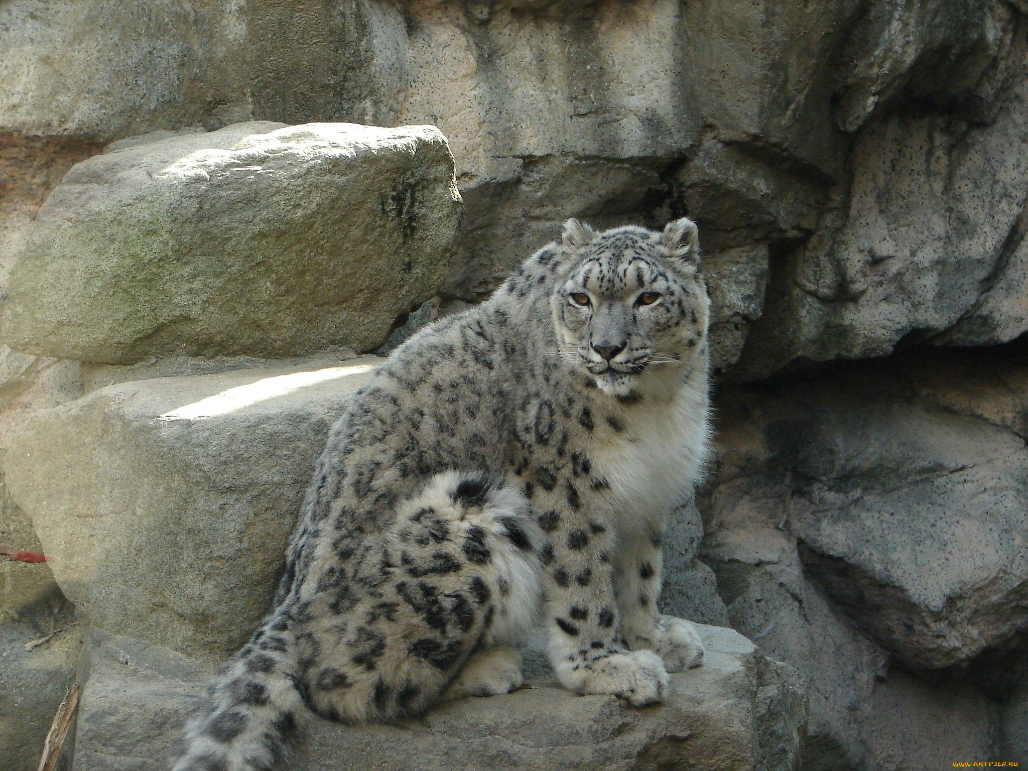 животные, снежный, барс, ирбис