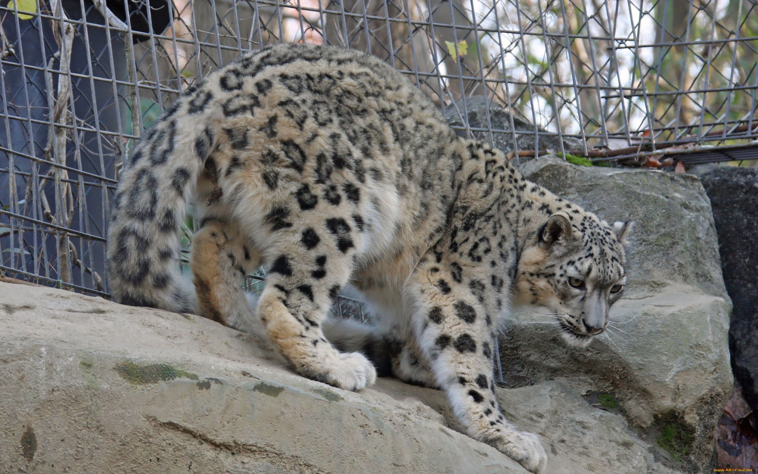 животные, снежный, барс, ирбис