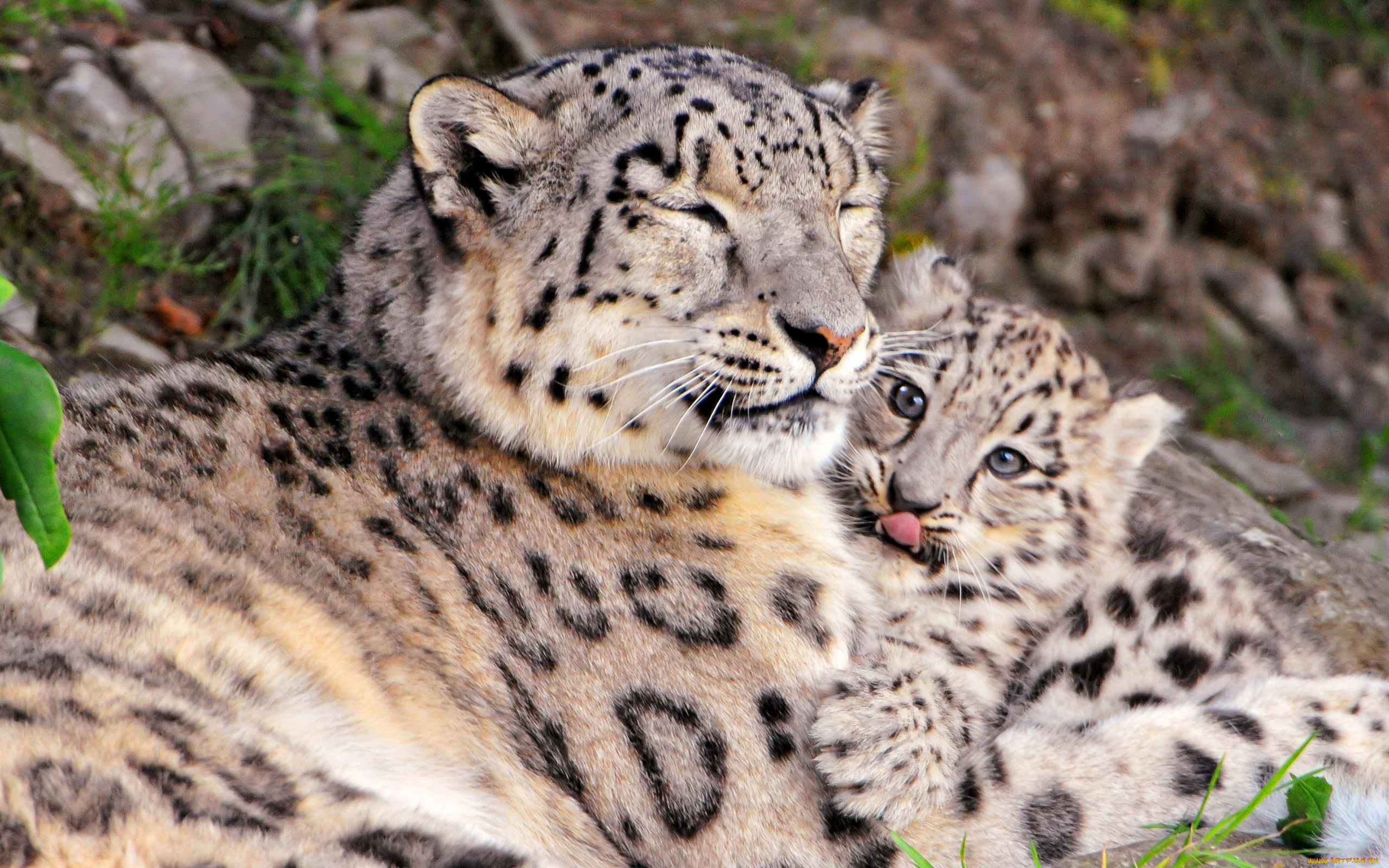 животные, снежный, барс, ирбис