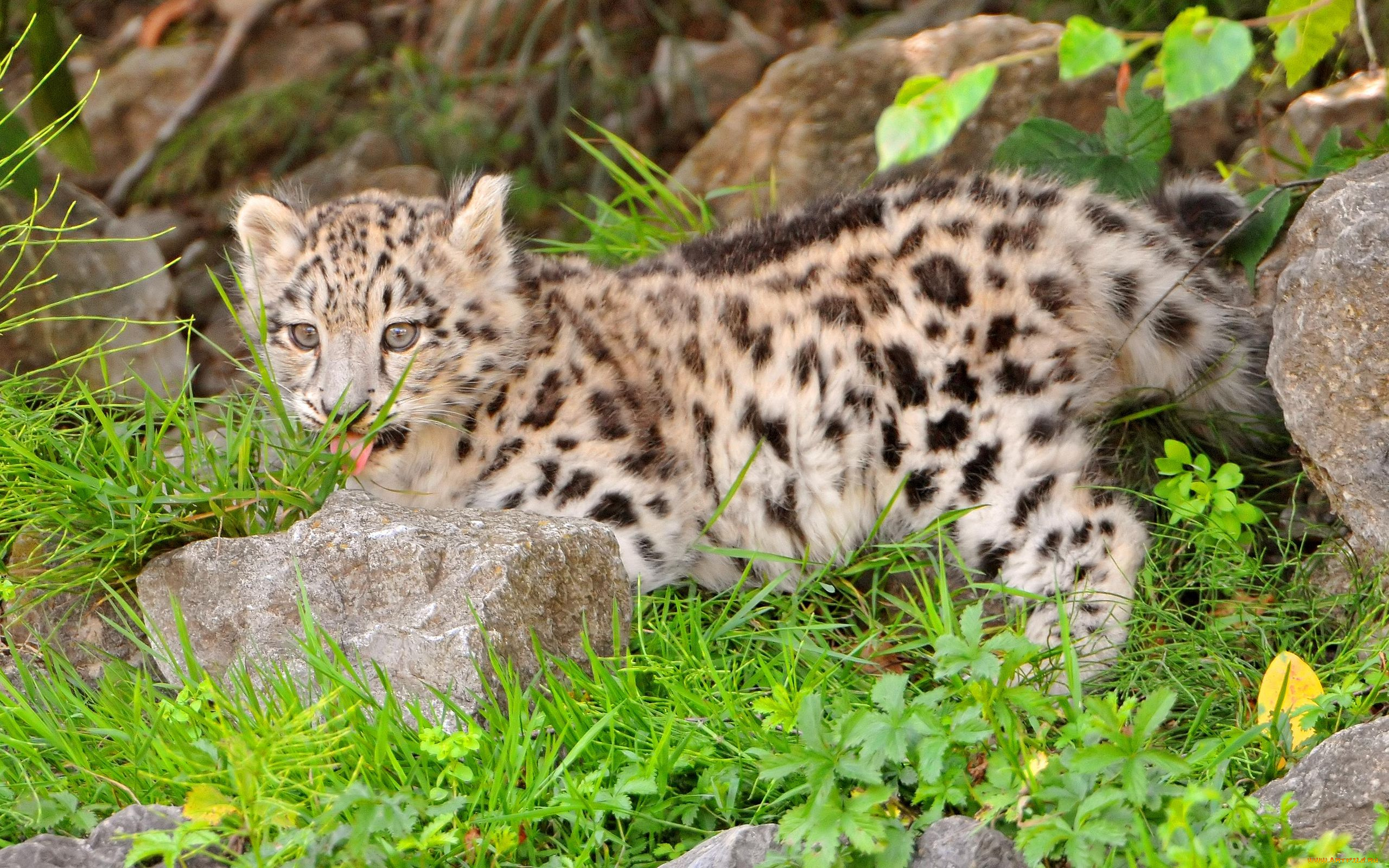 животные, снежный, барс, ирбис