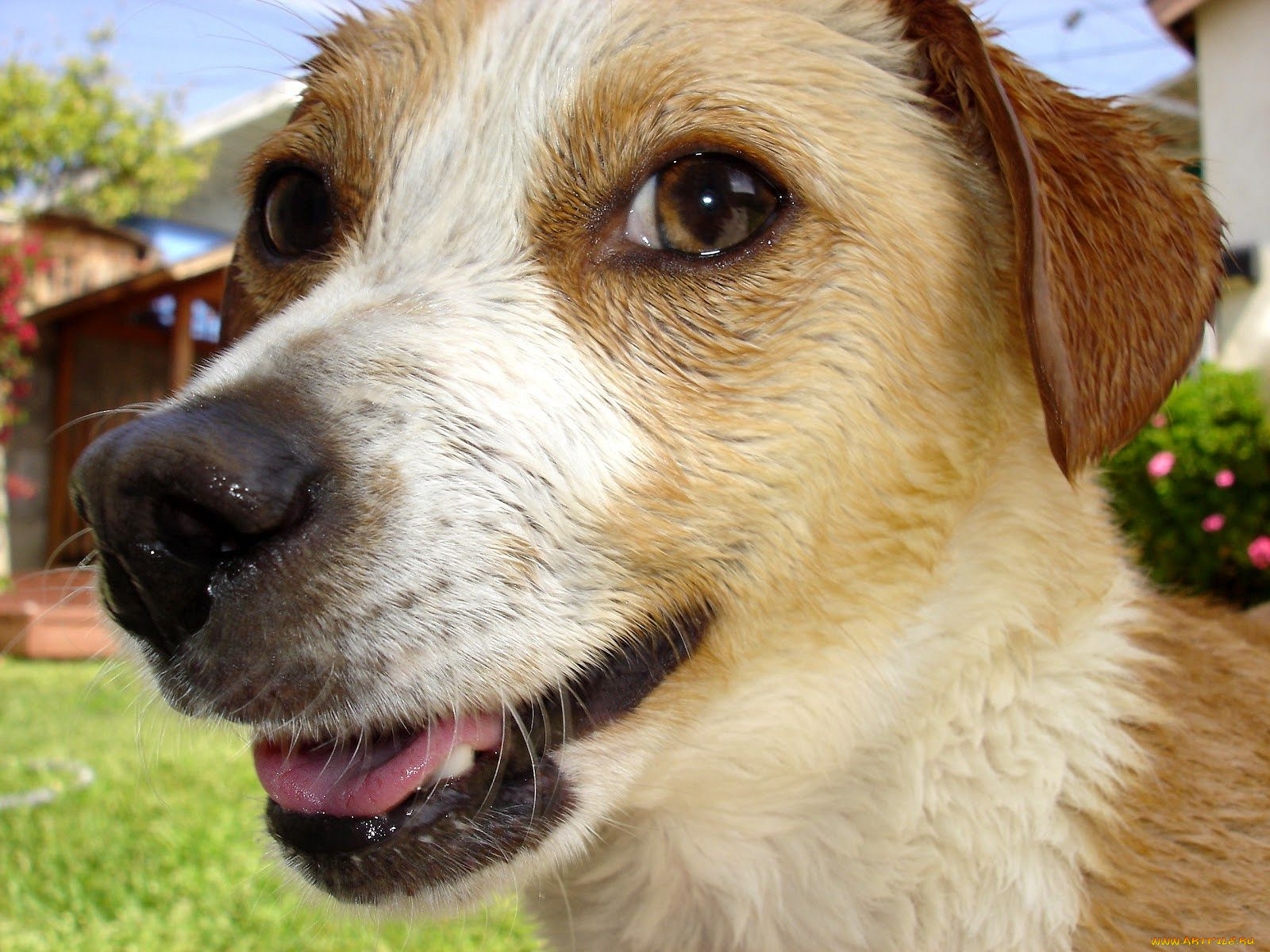 животные, собаки, dog