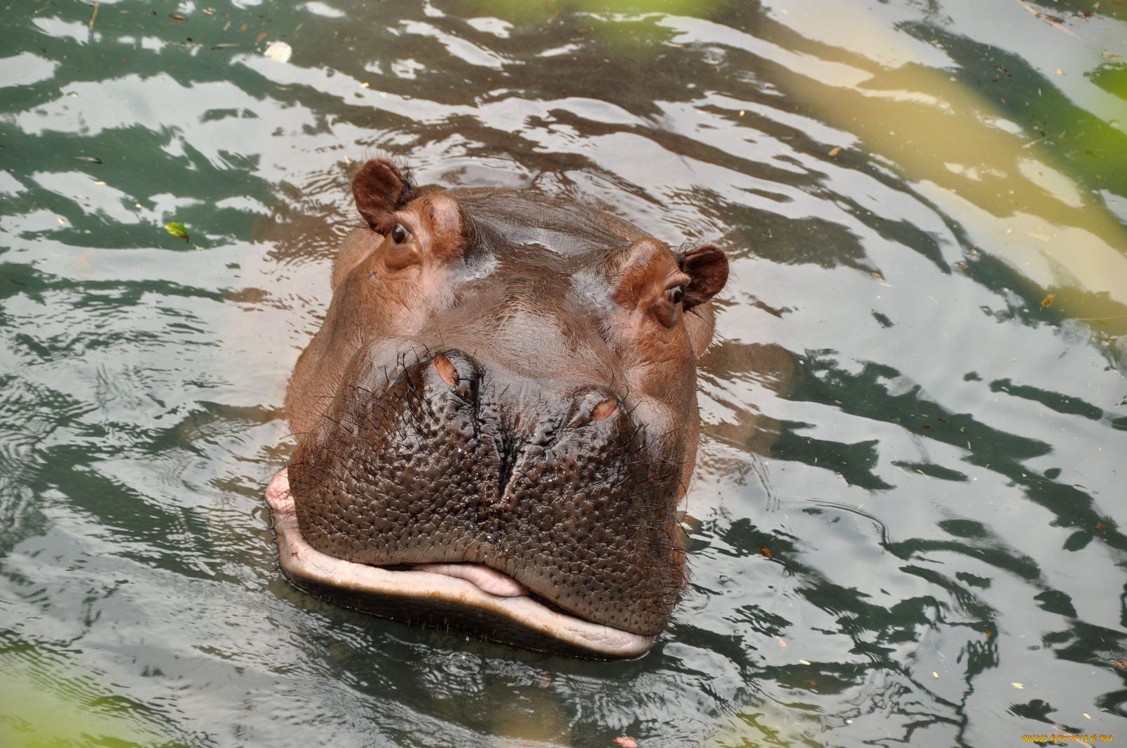 животные, бегемоты, гиппопотам