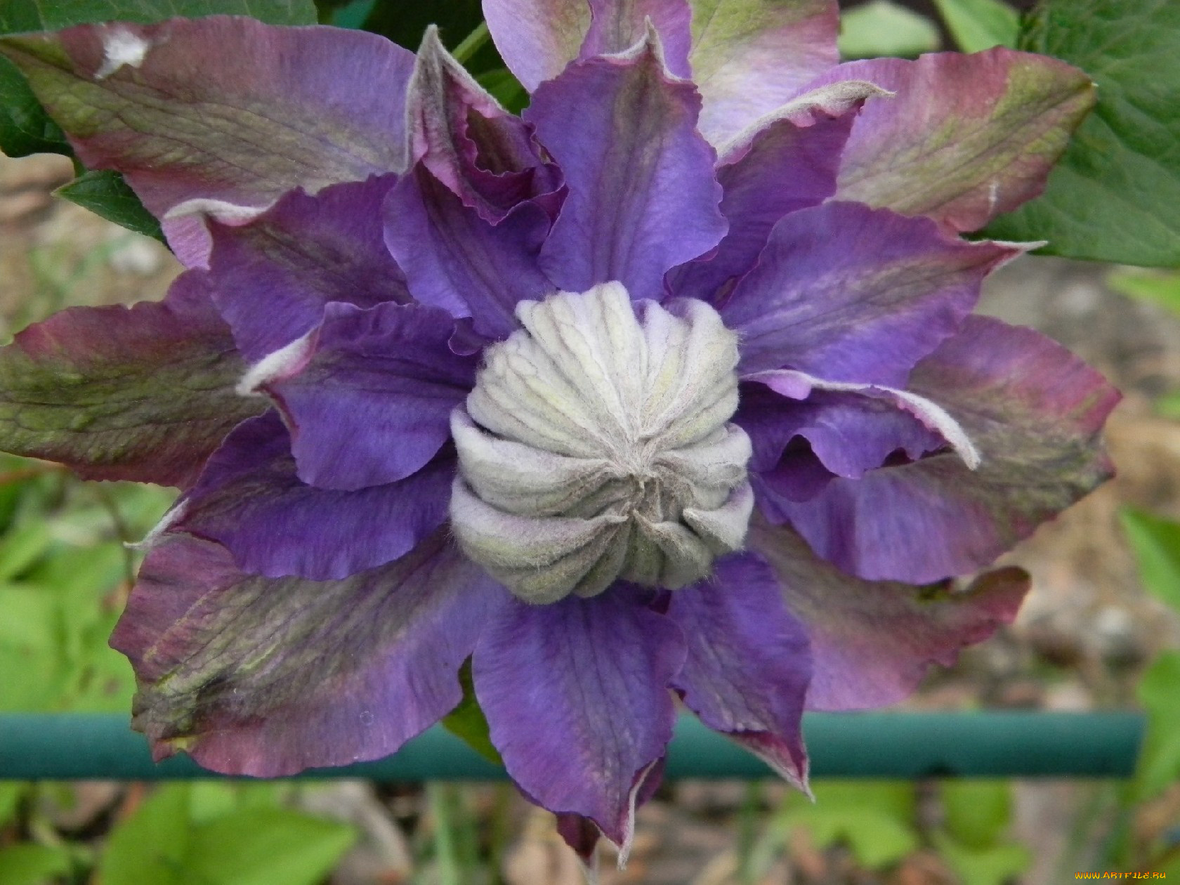 цветы, клематис, ломонос, лепестки