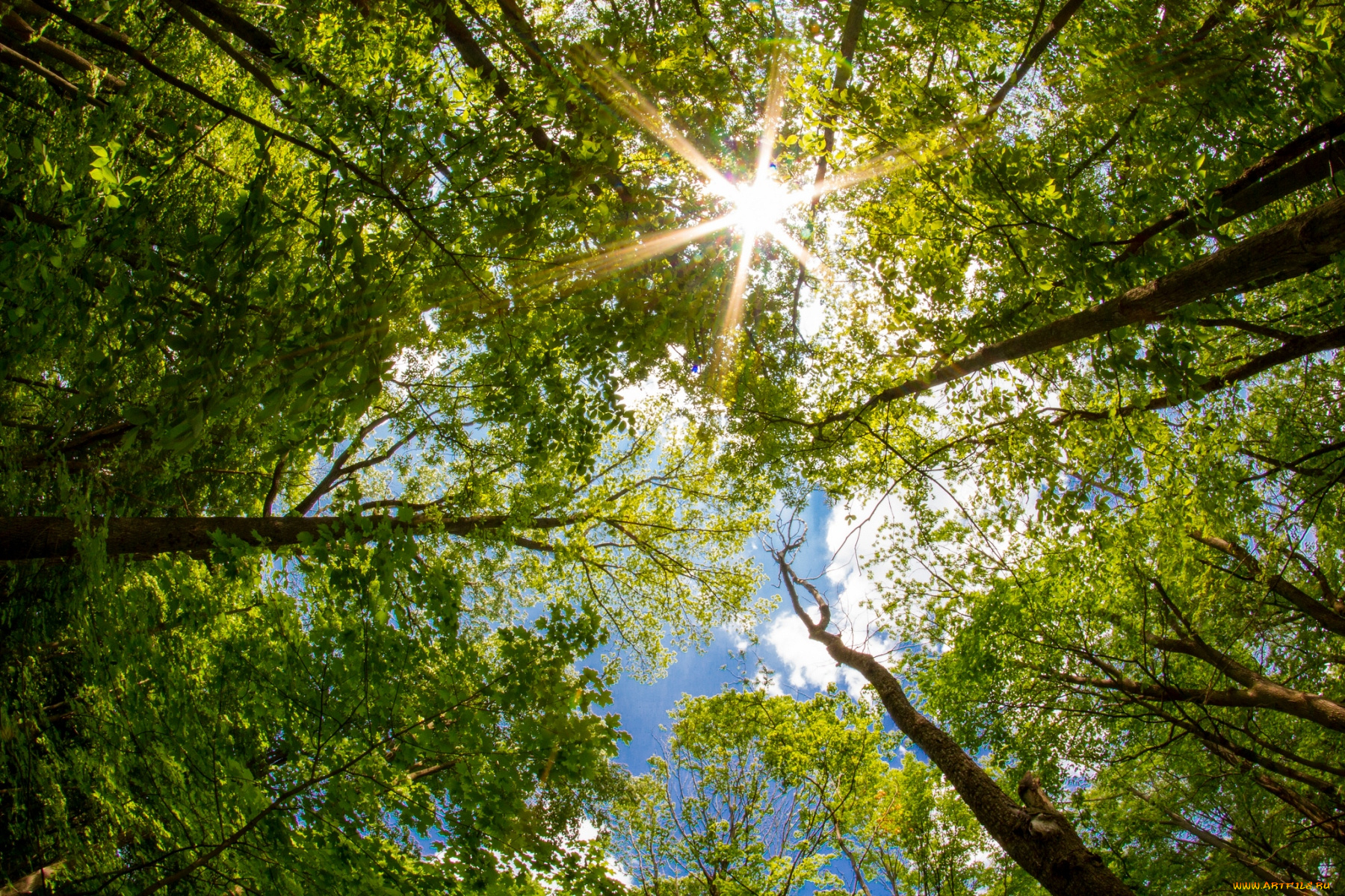 природа, деревья, ветки, кроны, солнце, лучи