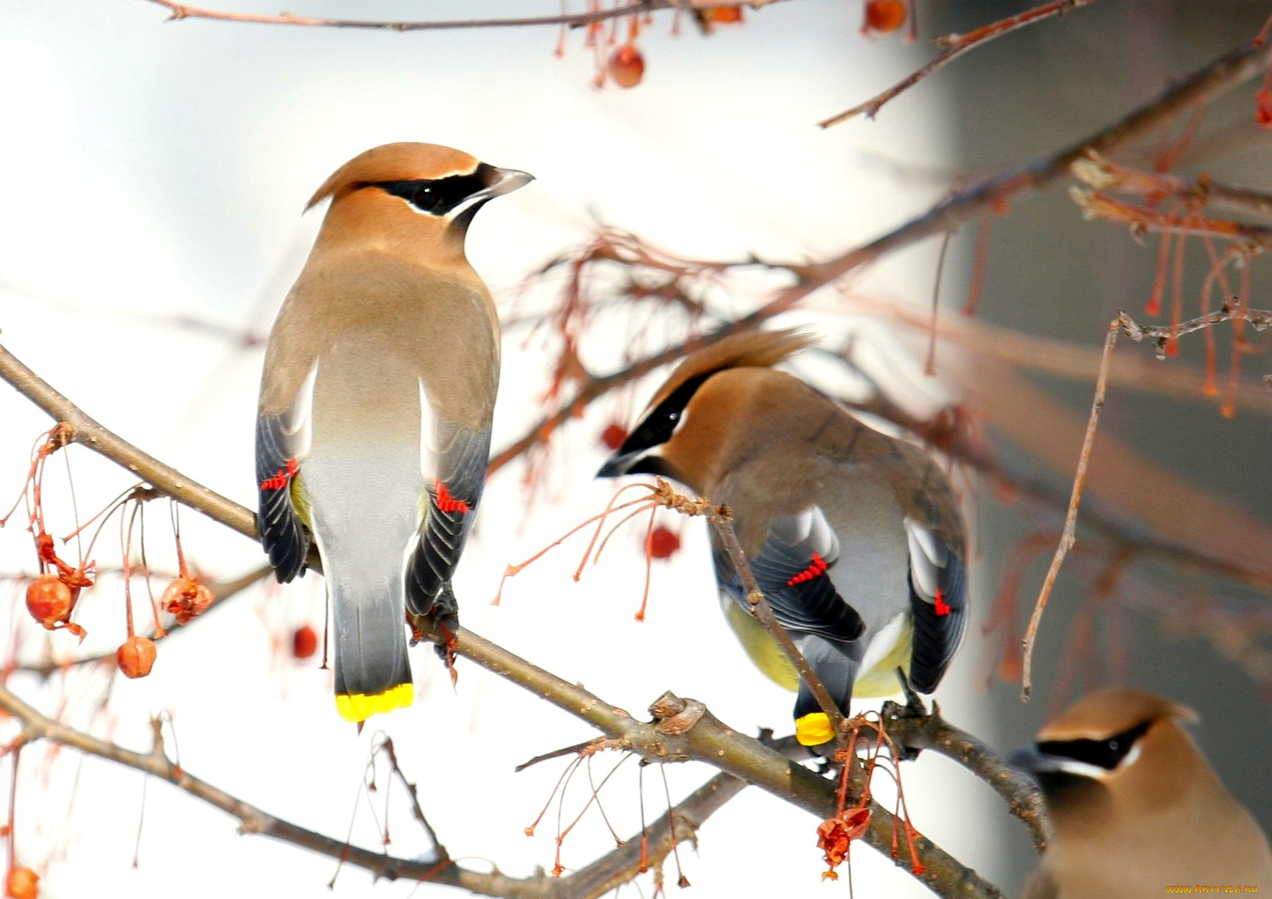 животные, свиристели, ветки, пара, ягоды, хохолок