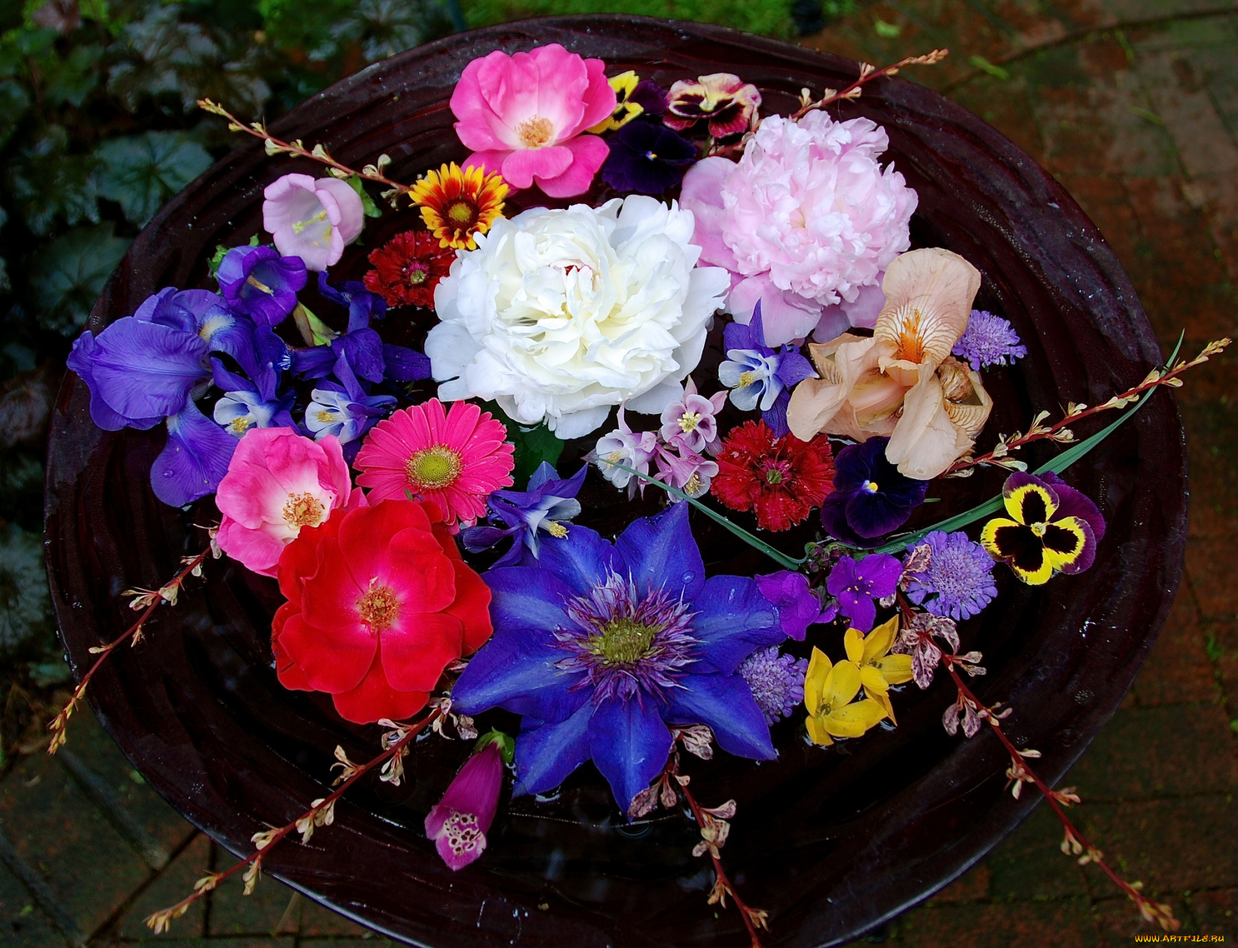 цветы, разные, вместе, виола, скабиоза, цинния, щировник, пионы, клематис, аквилегия