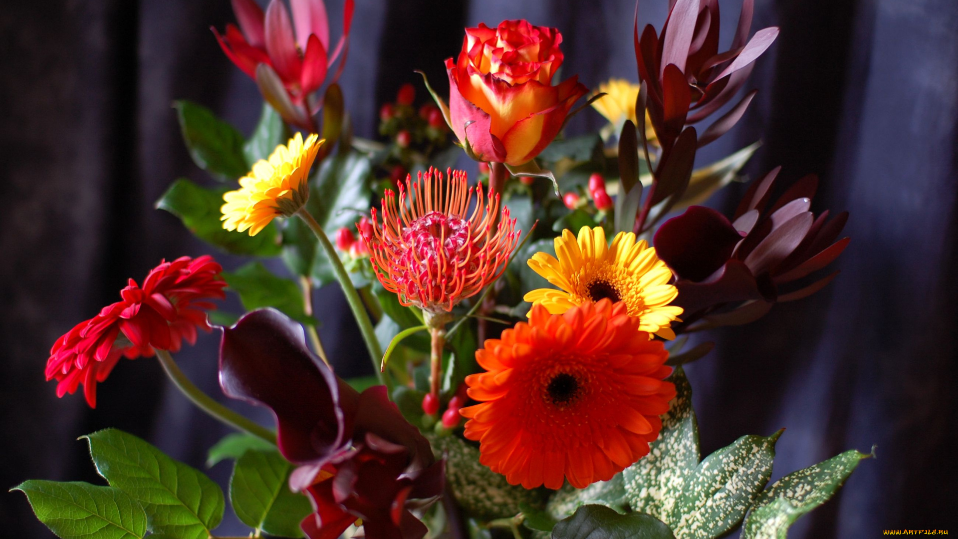 цветы, букеты, композиции, каллы, розы, протея, герберы