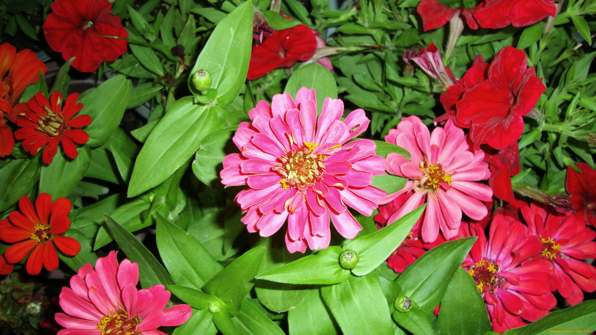 цветы, цинния, циннии