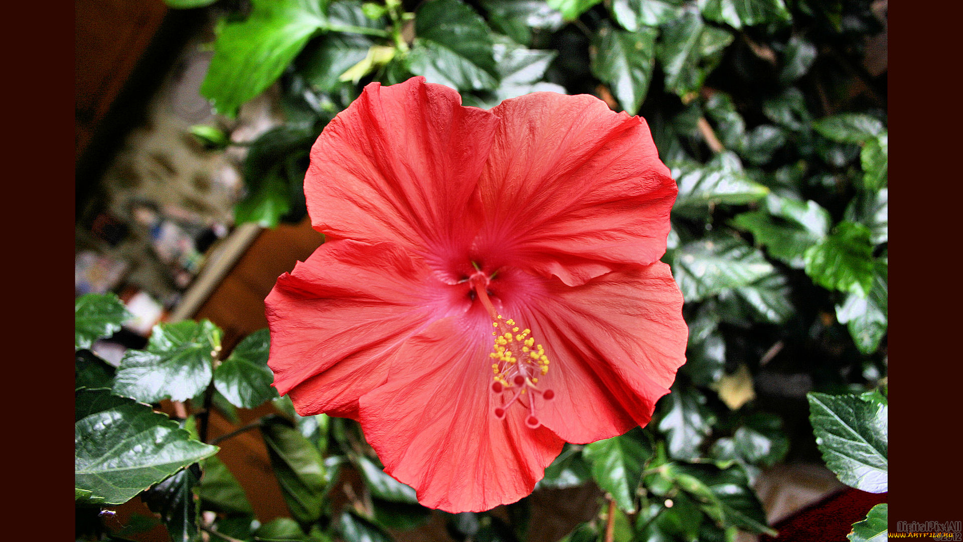 цветы, гибискусы, красный, листья