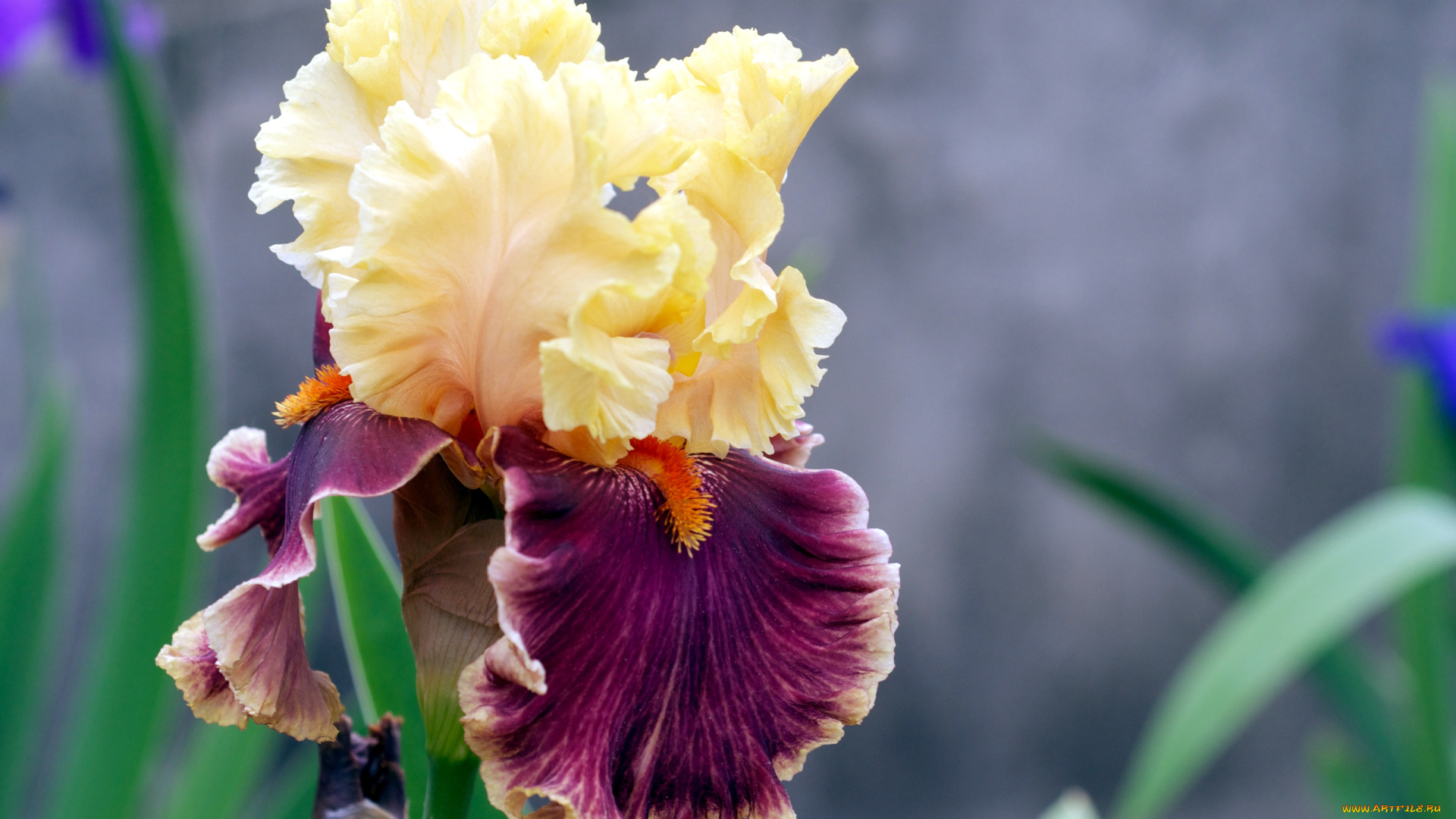 цветы, ирисы, лепестки