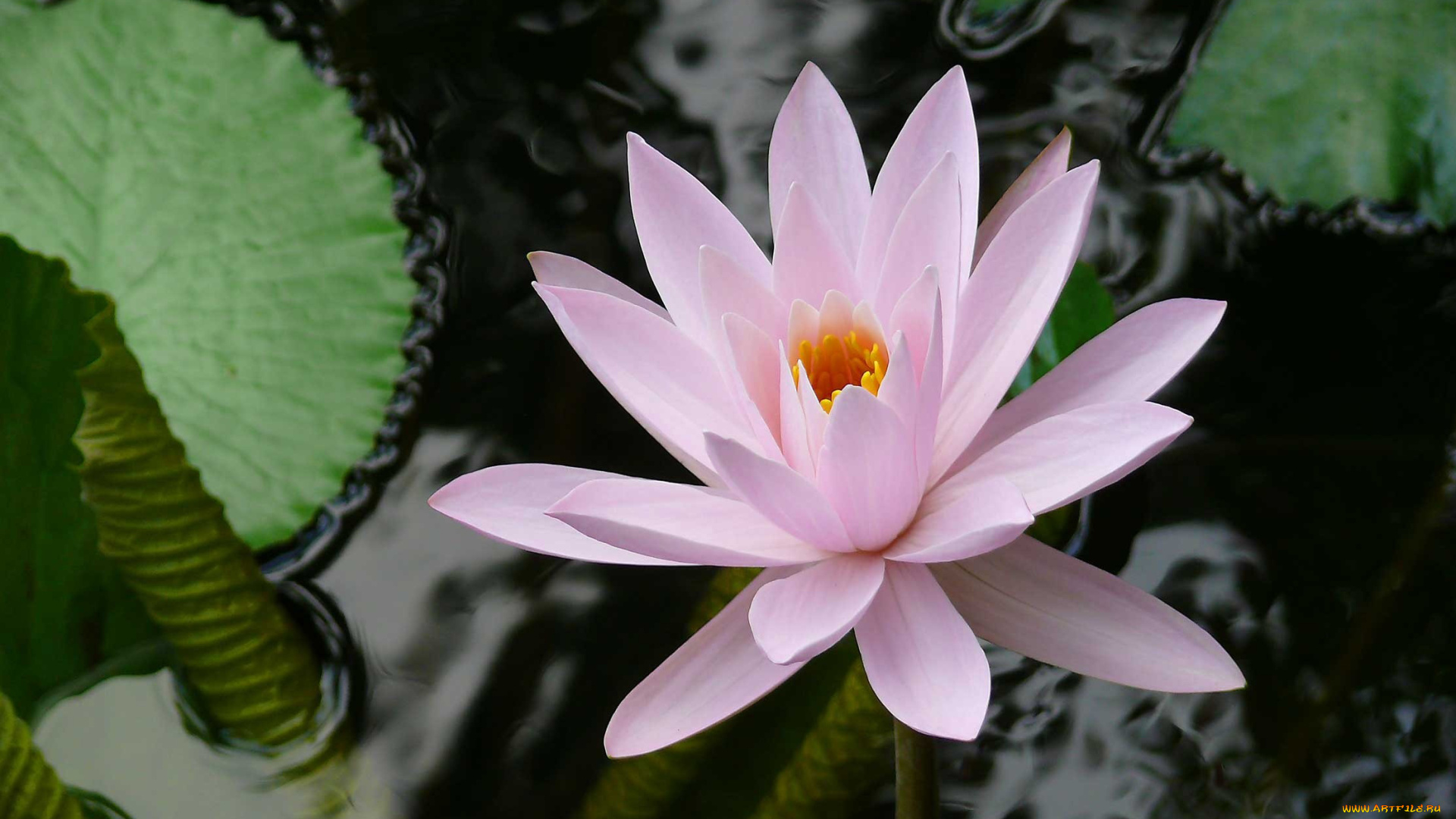 цветы, лилии, водяные, нимфеи, кувшинки, листья, лепестки