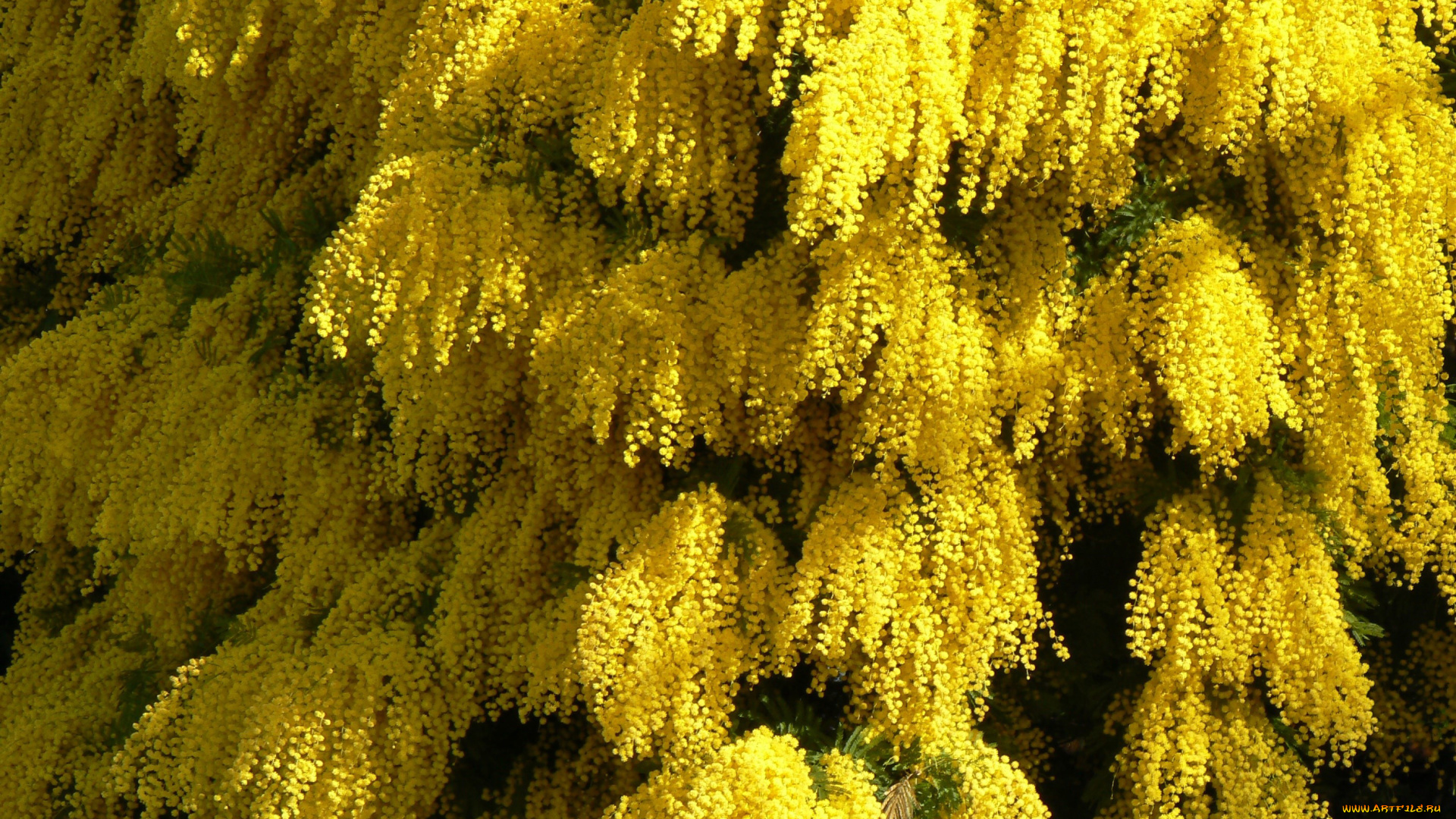 цветы, мимоза, желтый