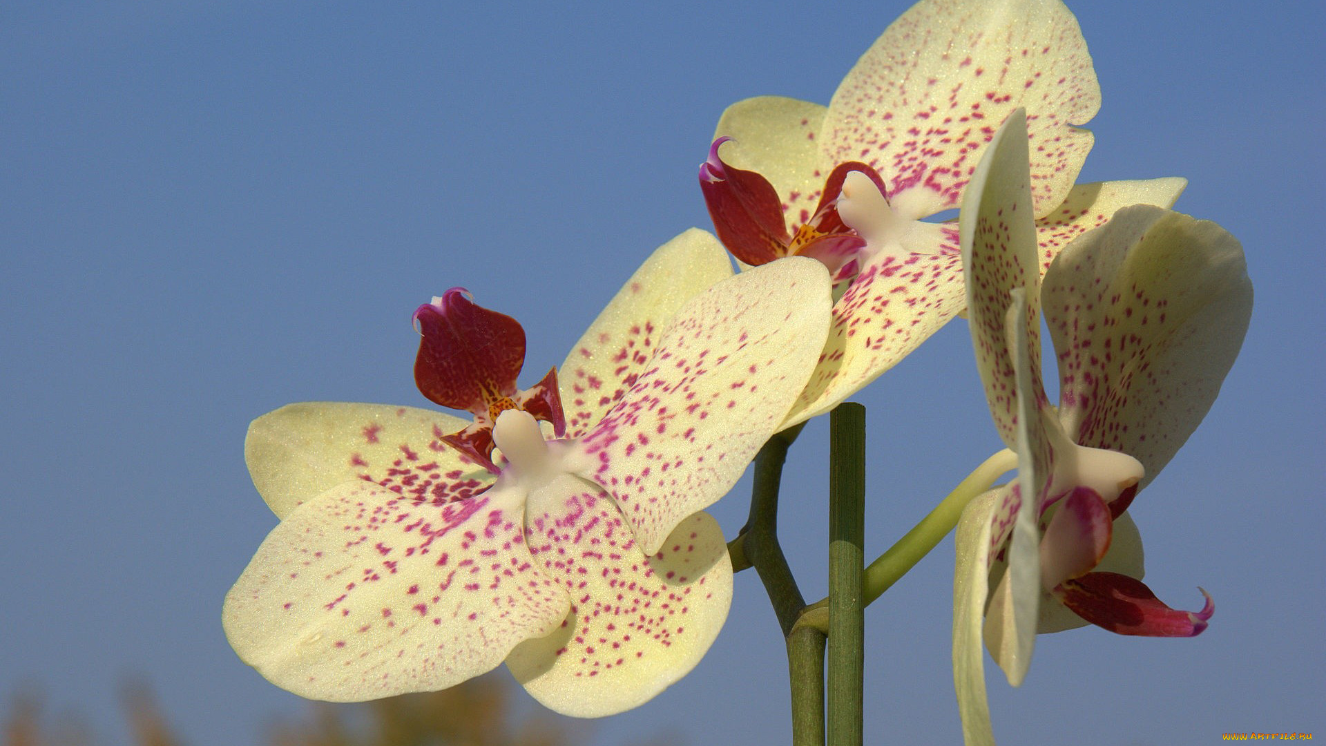 цветы, орхидеи, экзотика