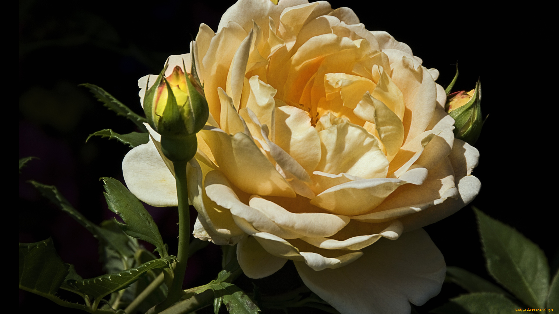 цветы, розы, бутоны, большой, желтый