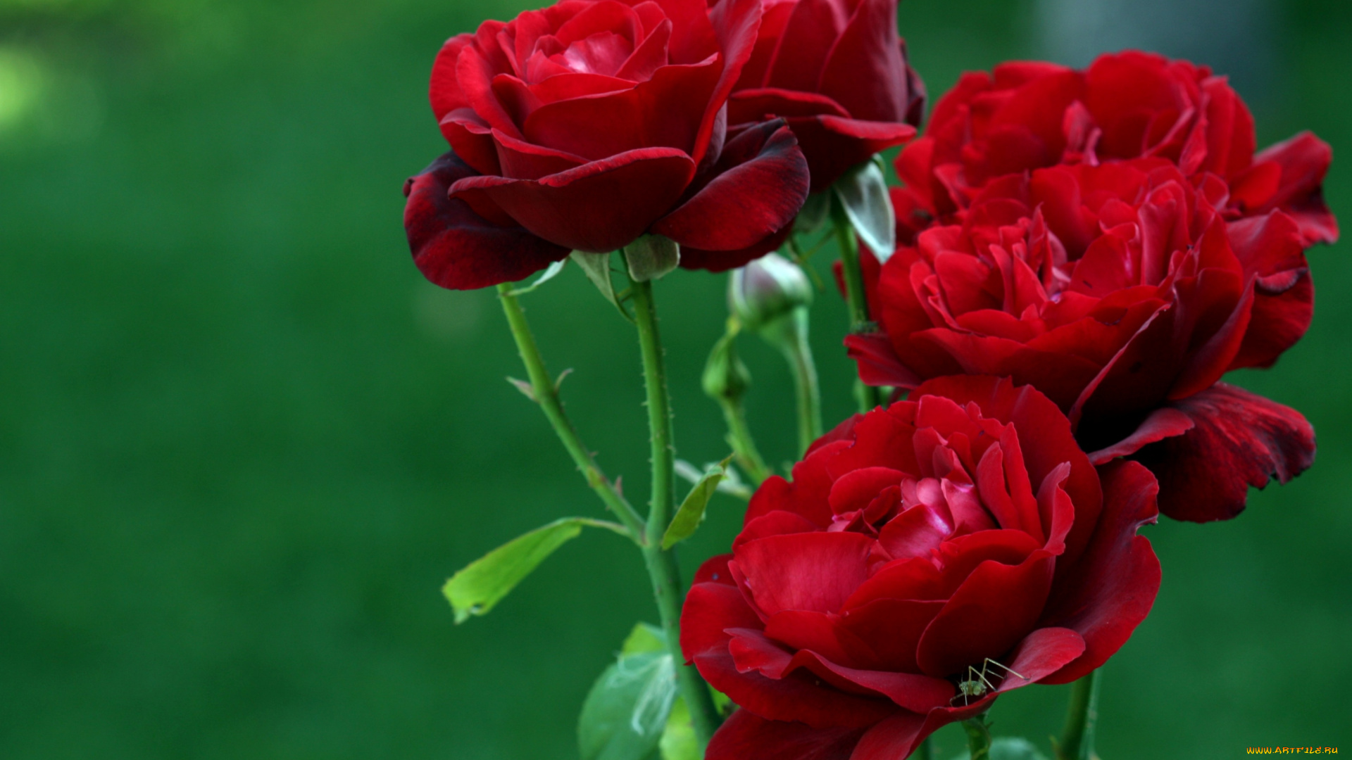 цветы, розы, красный