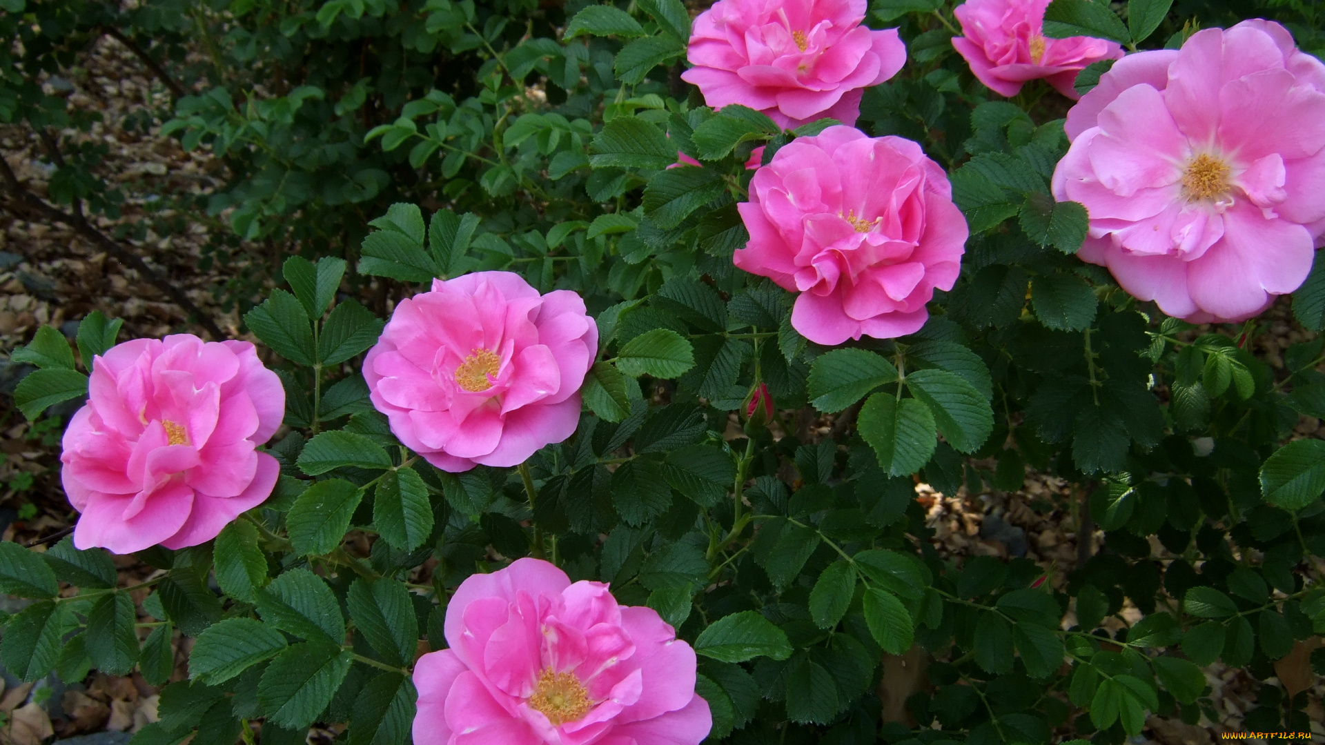 цветы, розы, розовые, куст