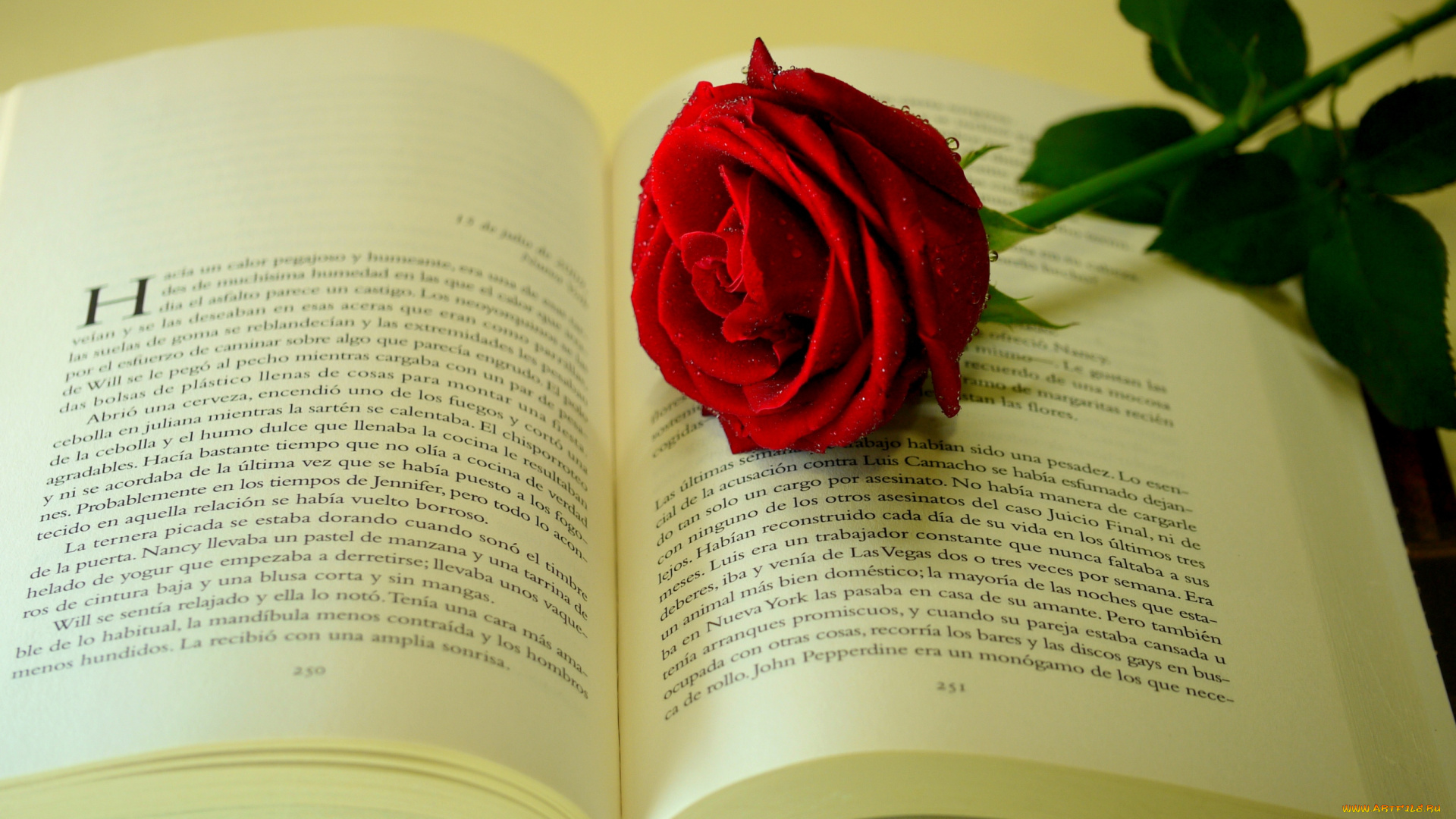 цветы, розы, строки, страницы, цветок, книга