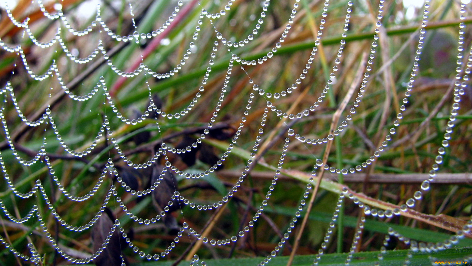 природа, макро, паутина, капли