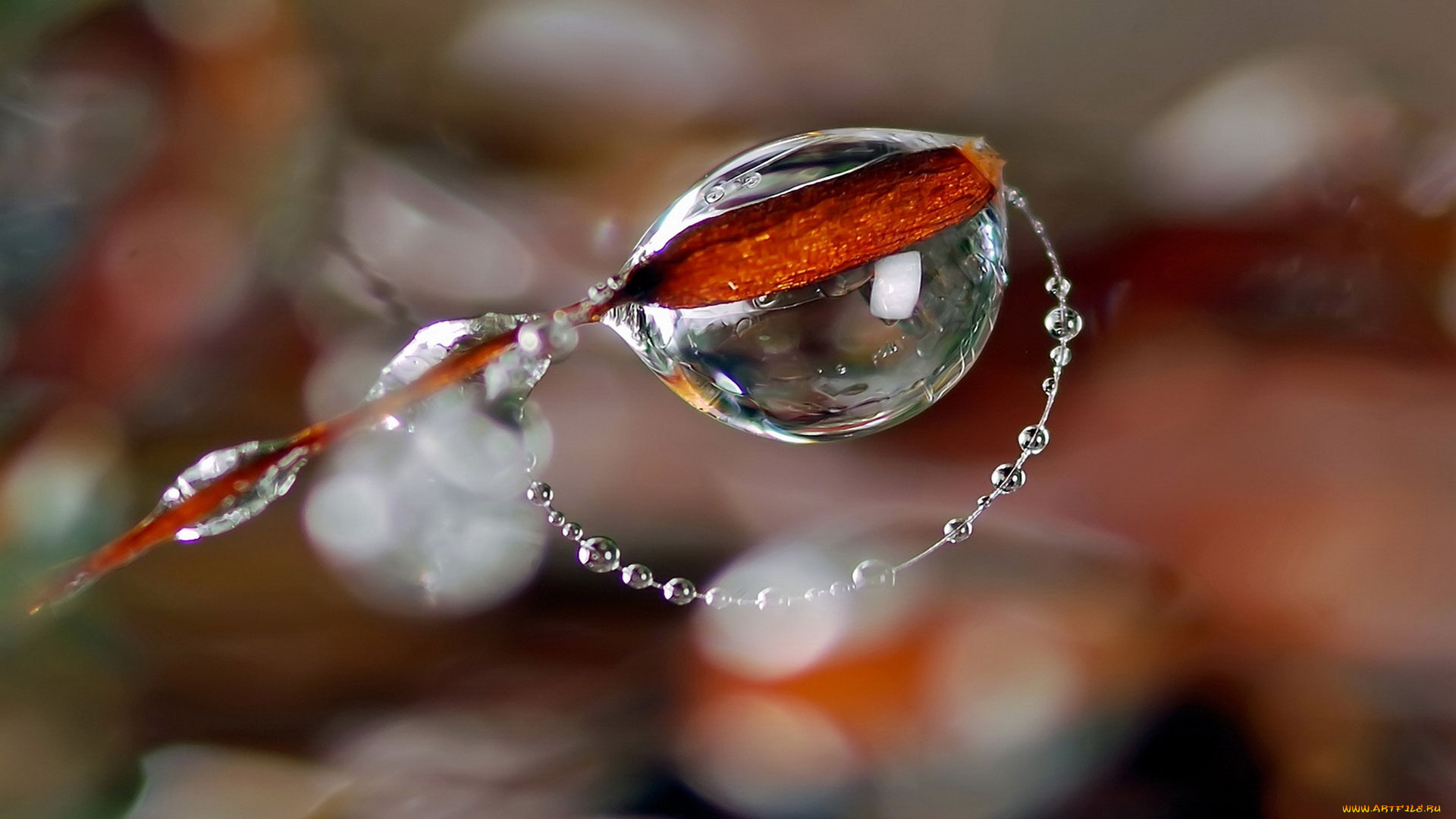 разное, капли, брызги, всплески, замерзшие, ветка