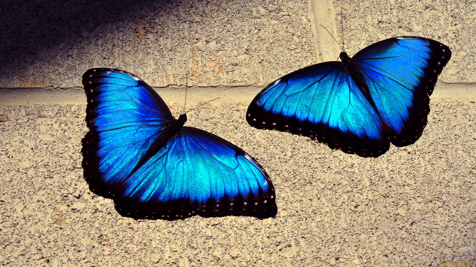 животные, бабочки, крылья, синий