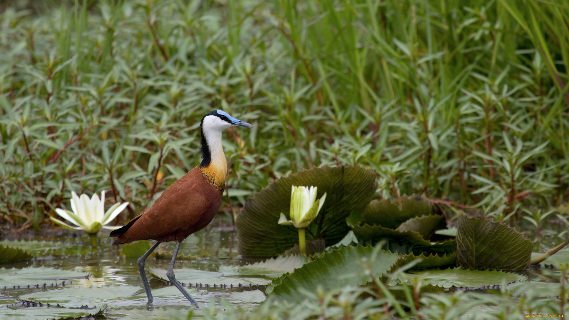 животные, цапли, африканская, цапля, пруд, водоем, заросли