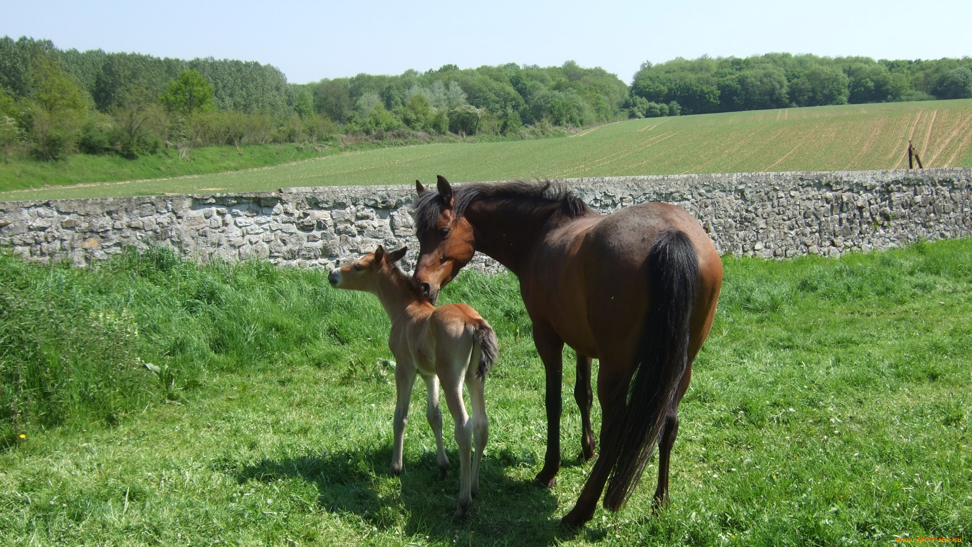 животные, лошади, жеребенок