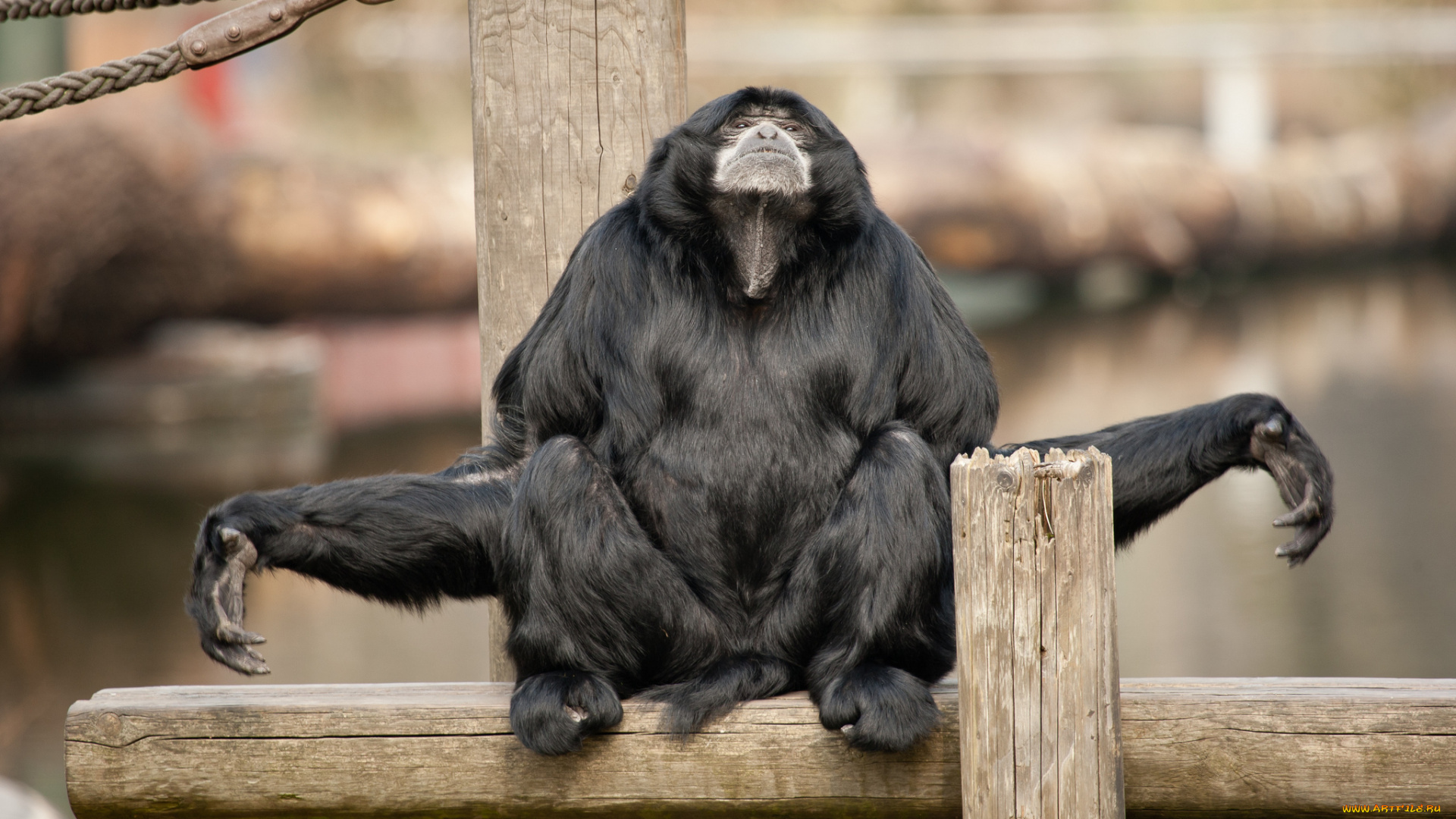 животные, обезьяны, обезьяна, сиаманг