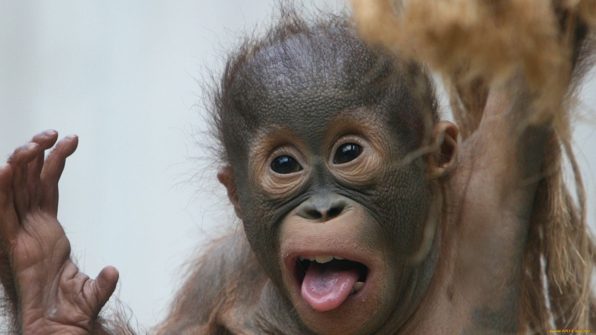животные, обезьяны, язык, детеныш, орангутан