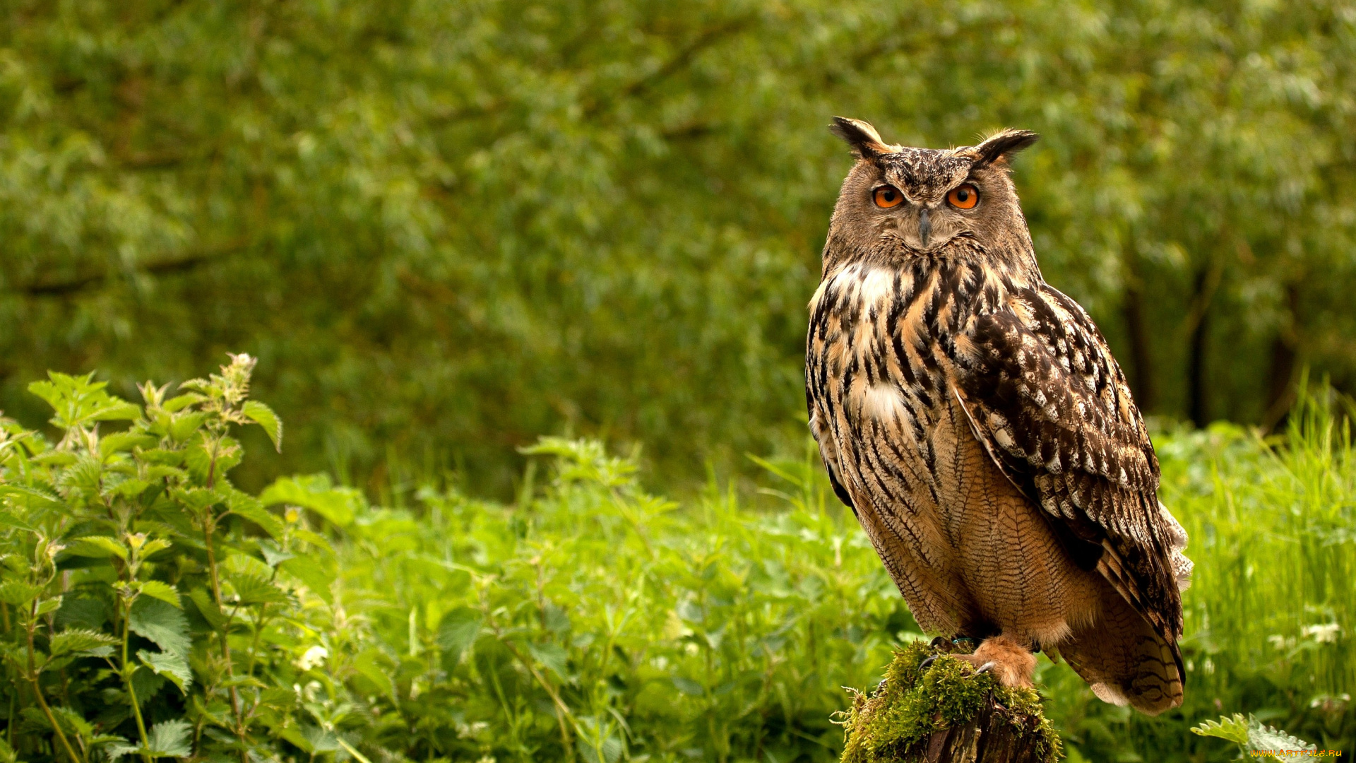 животные, совы, перья