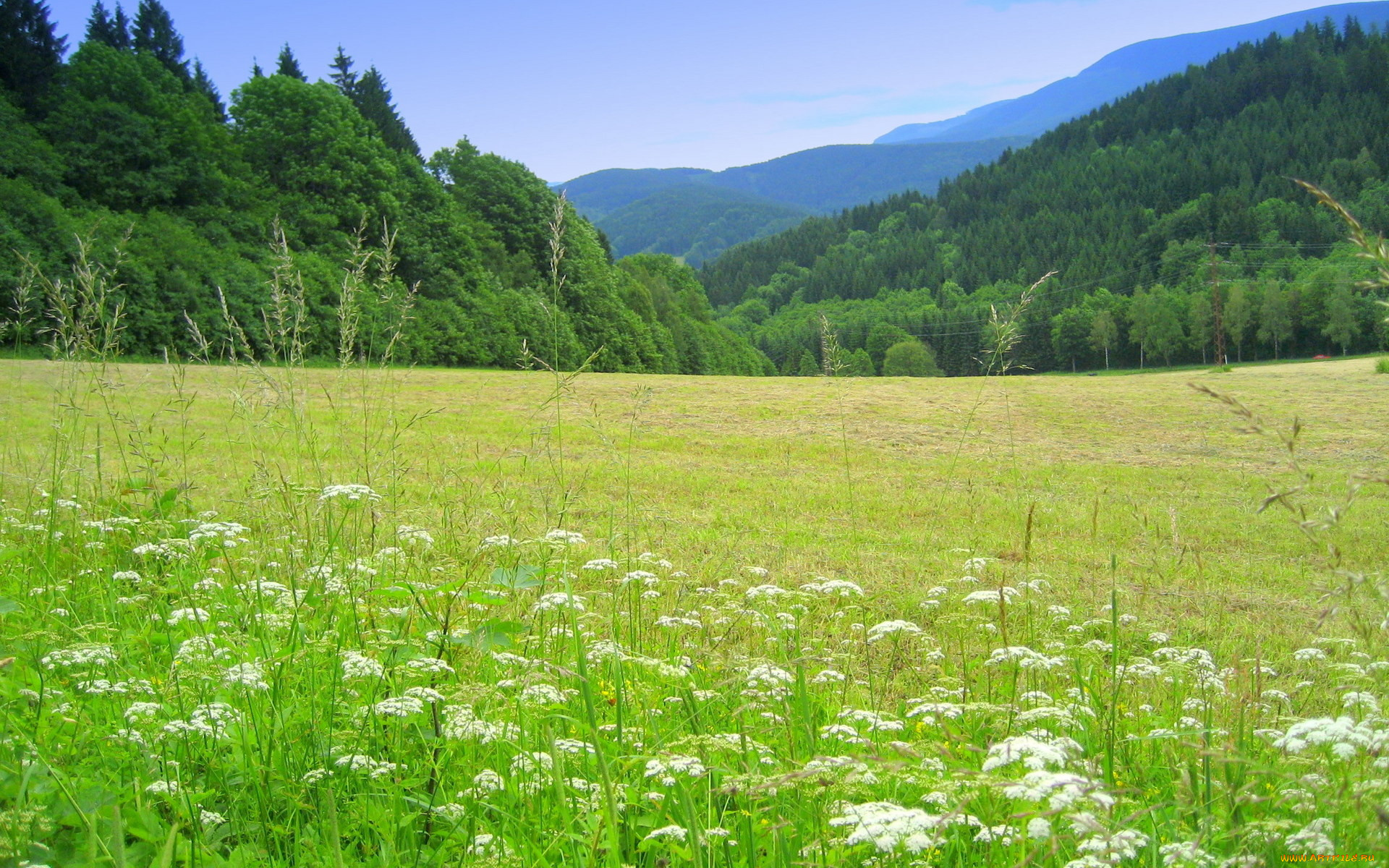 природа, луга, лето, деревья, горы, цветы, трава, луг