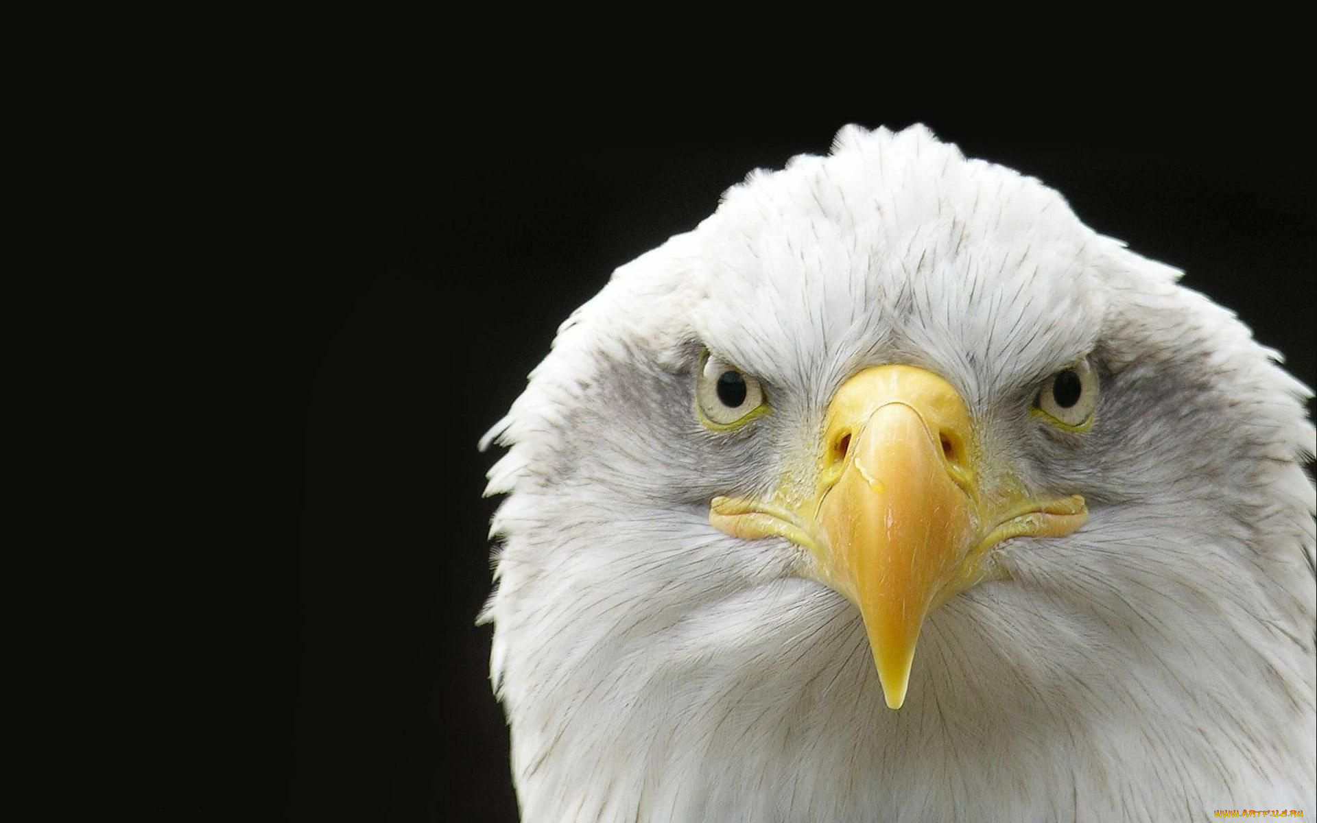 животные, птицы, хищники, орёл