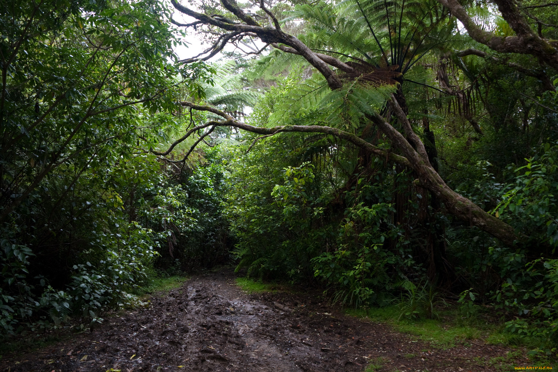 new, zealand, природа, дороги, лес, дорожка