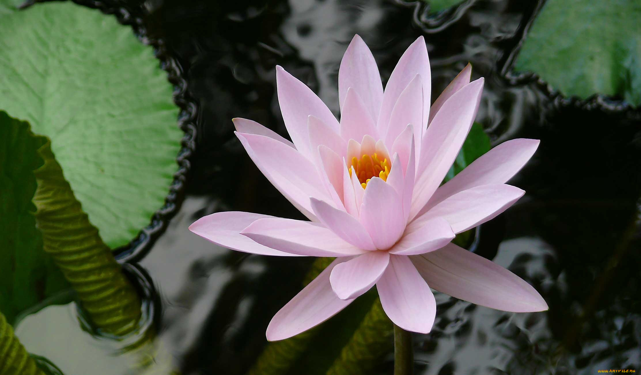 цветы, лилии, водяные, нимфеи, кувшинки, листья, лепестки