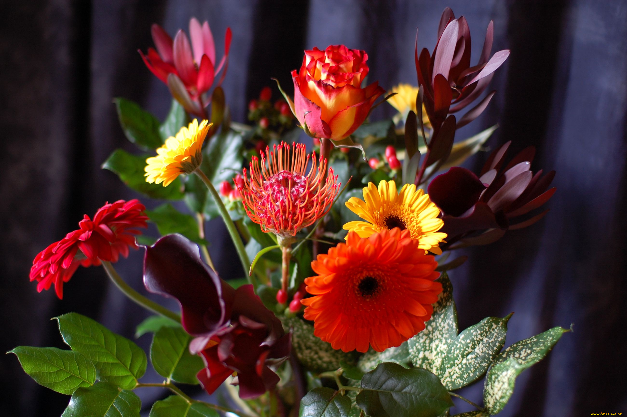 цветы, букеты, композиции, каллы, розы, протея, герберы