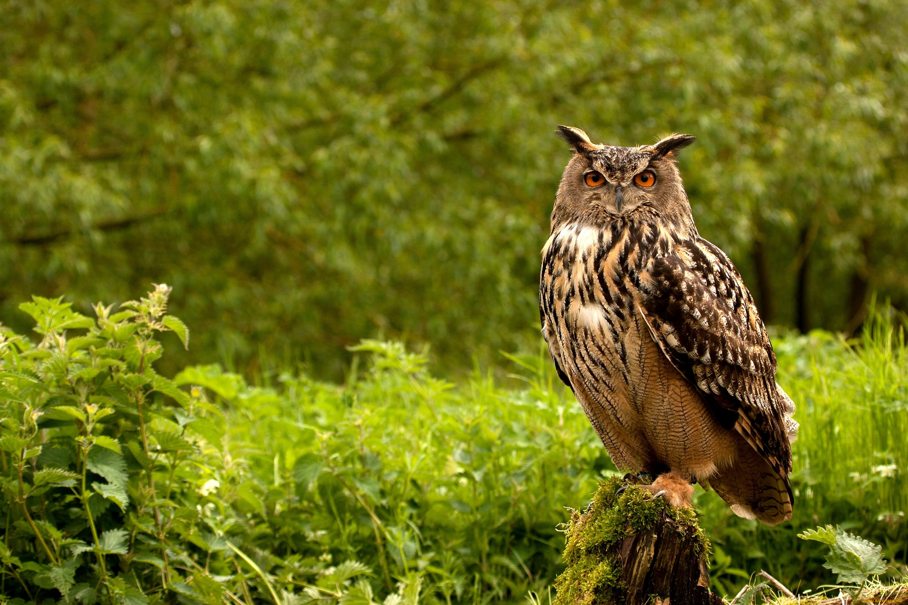 животные, совы, перья