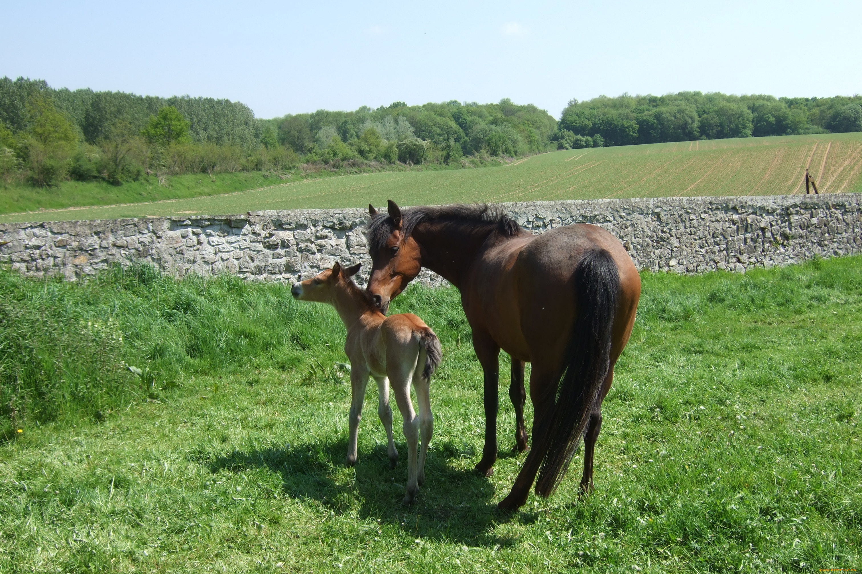 животные, лошади, жеребенок