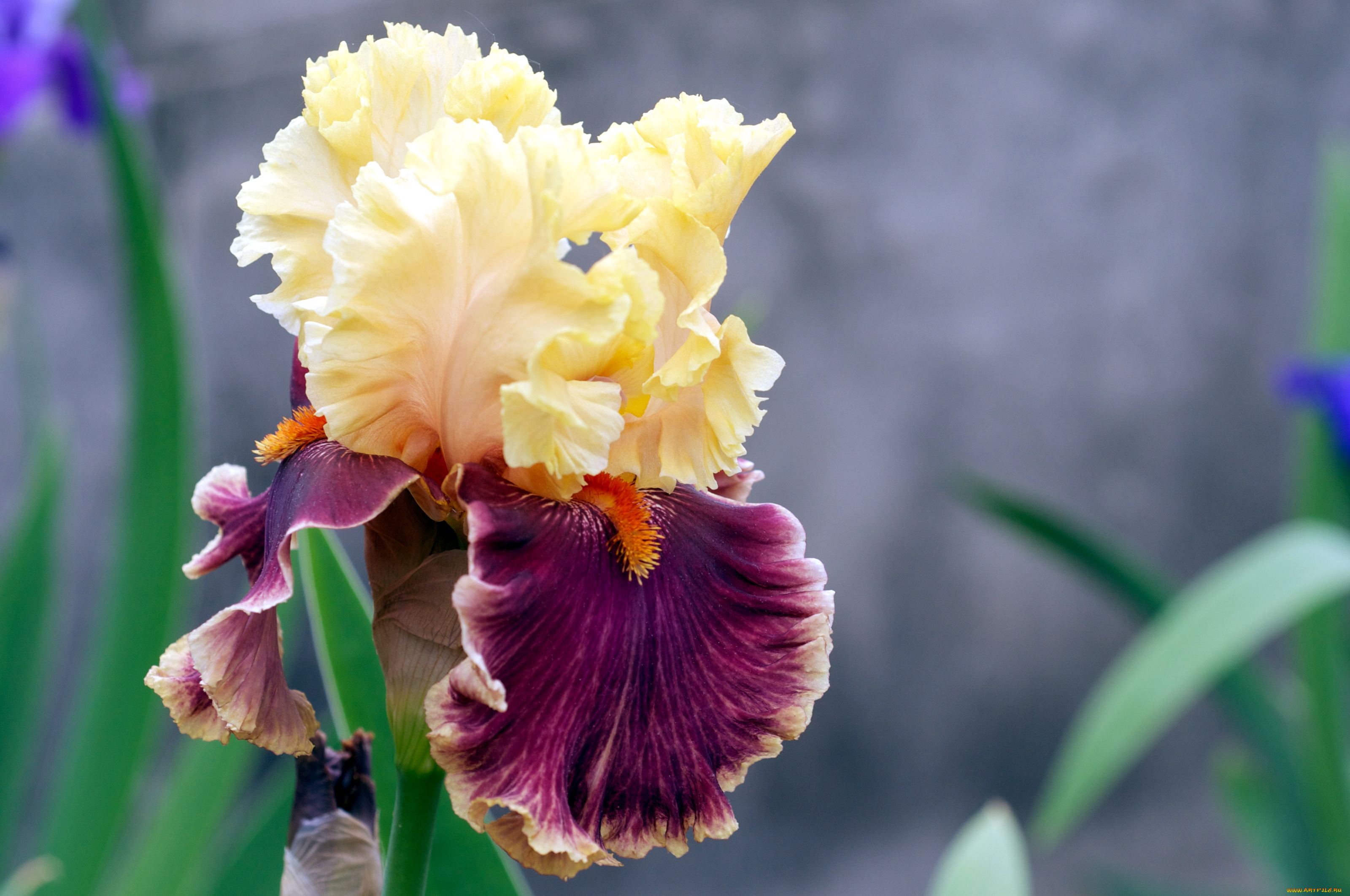 цветы, ирисы, лепестки