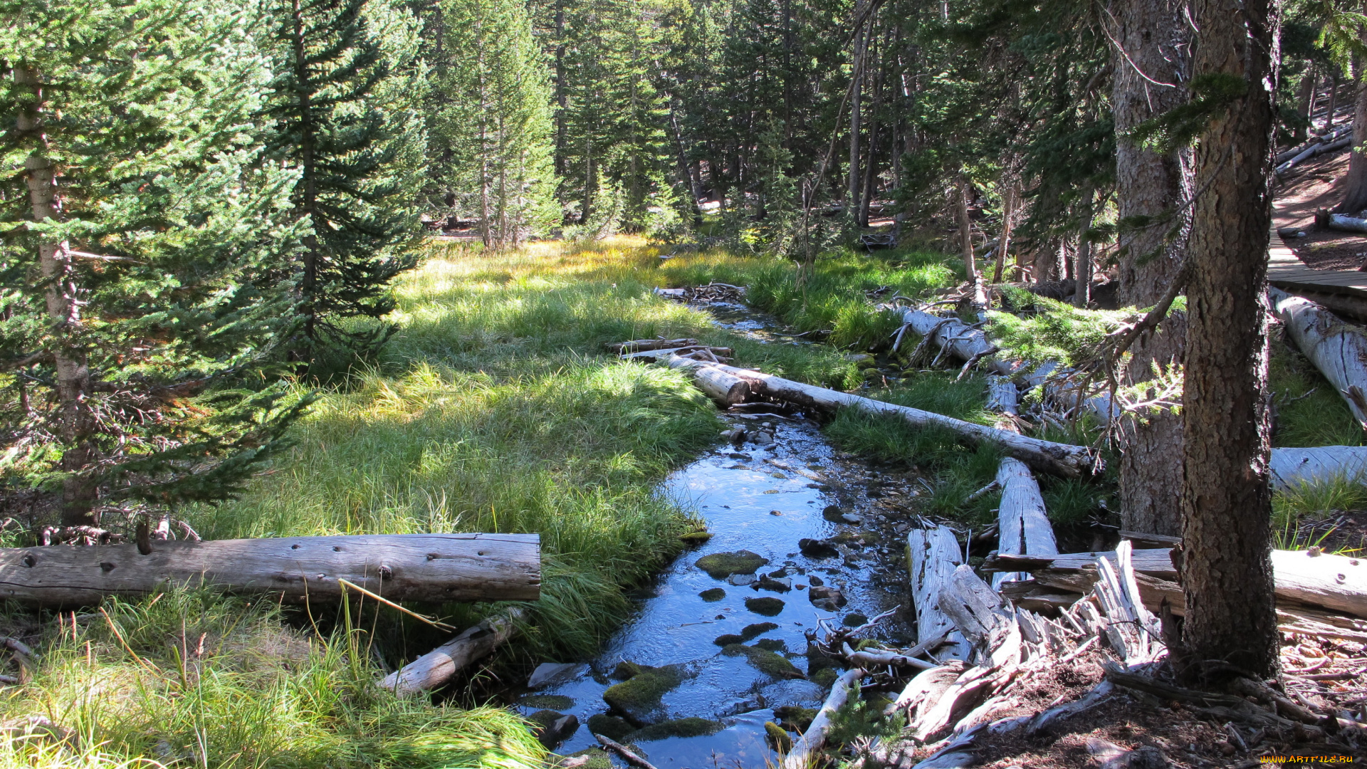 great, basin, national, park, невада, природа, лес, ручей