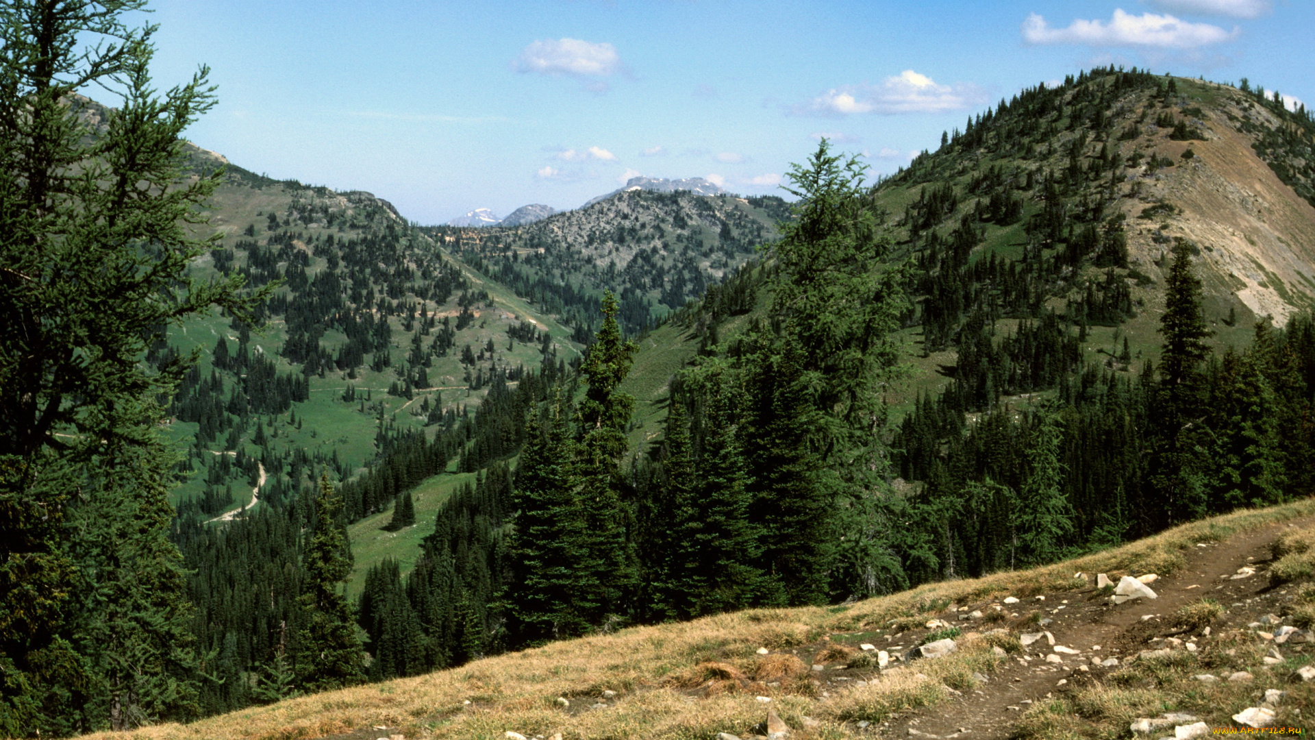 заповедник, wilderness, pasayten, сша, природа, горы, лес, ели