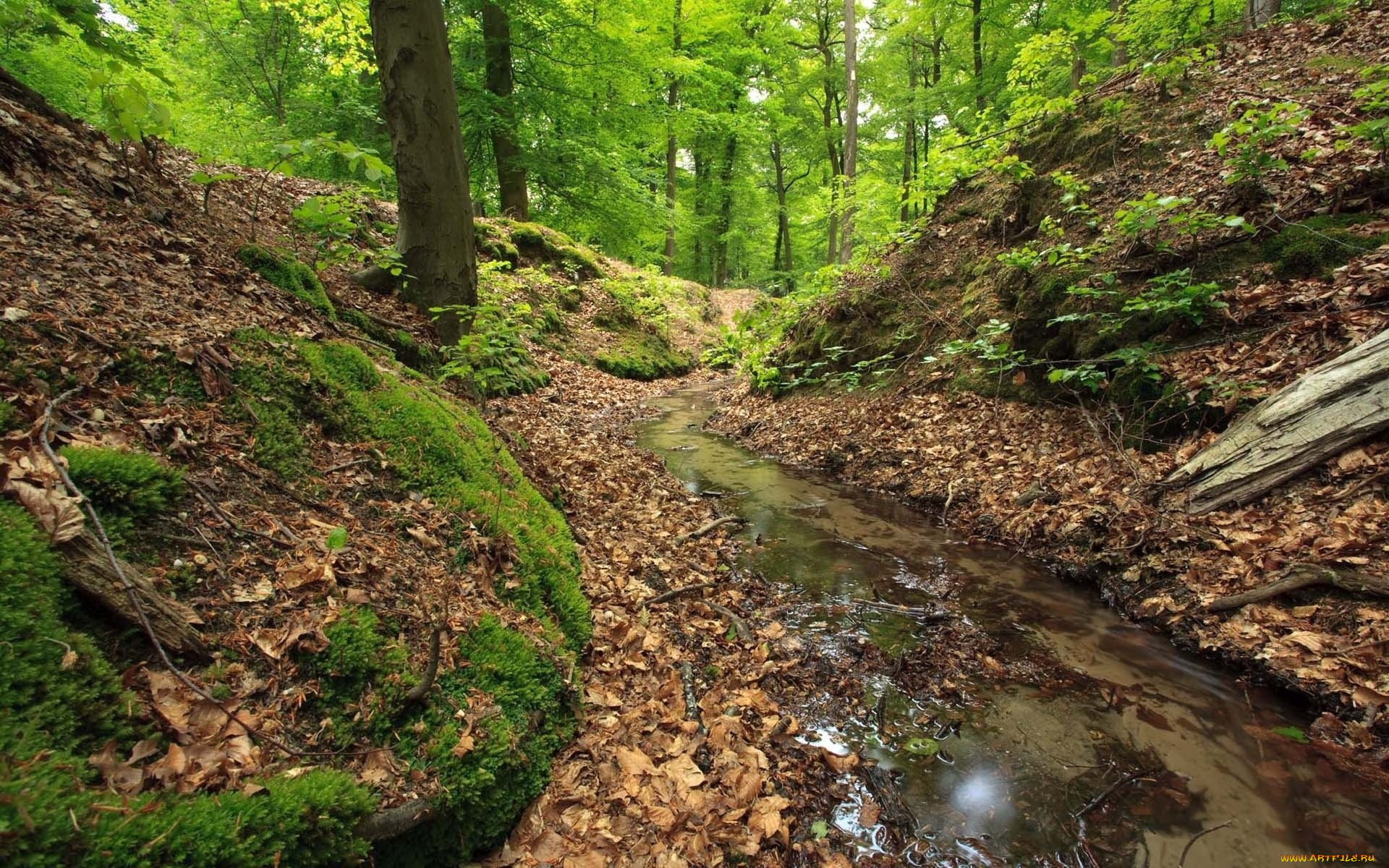 природа, лес, стволы, мох, ручей