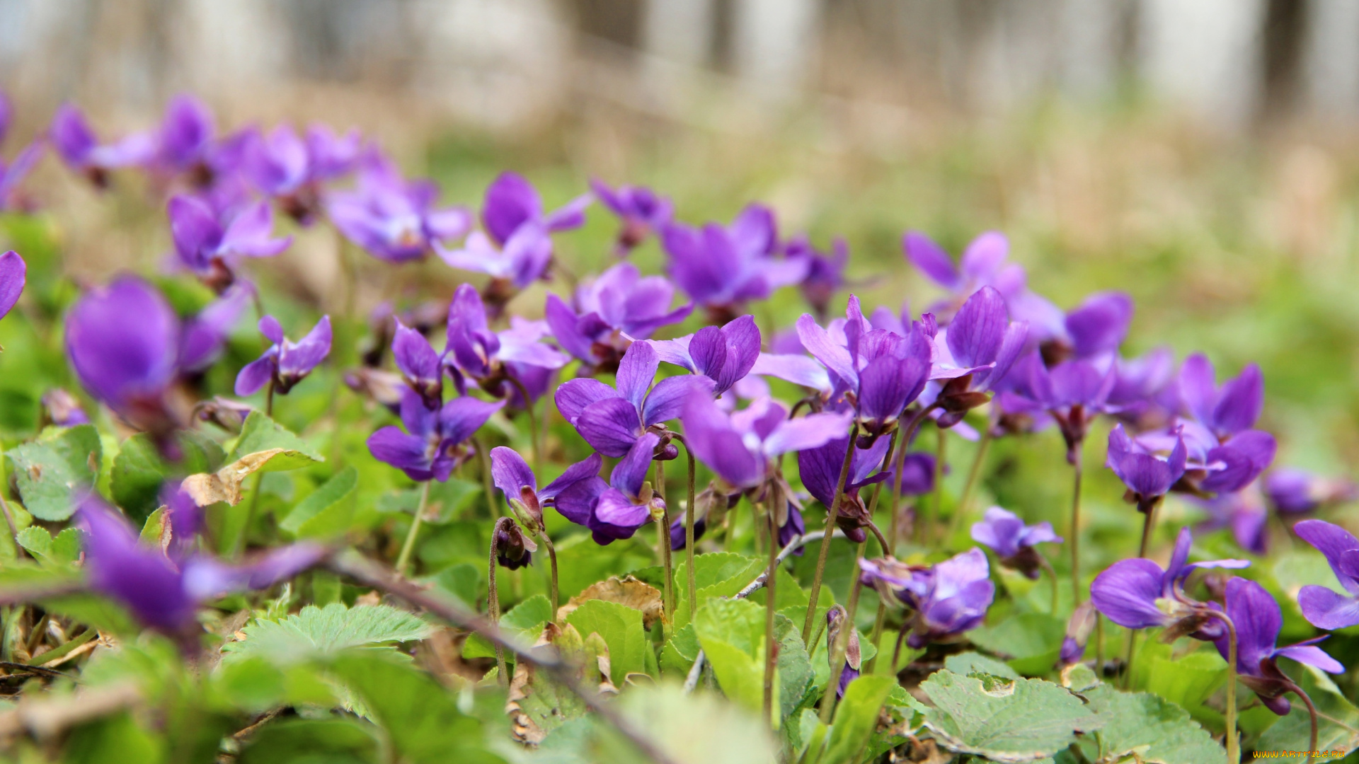 цветы, фиалки, фиолетовый