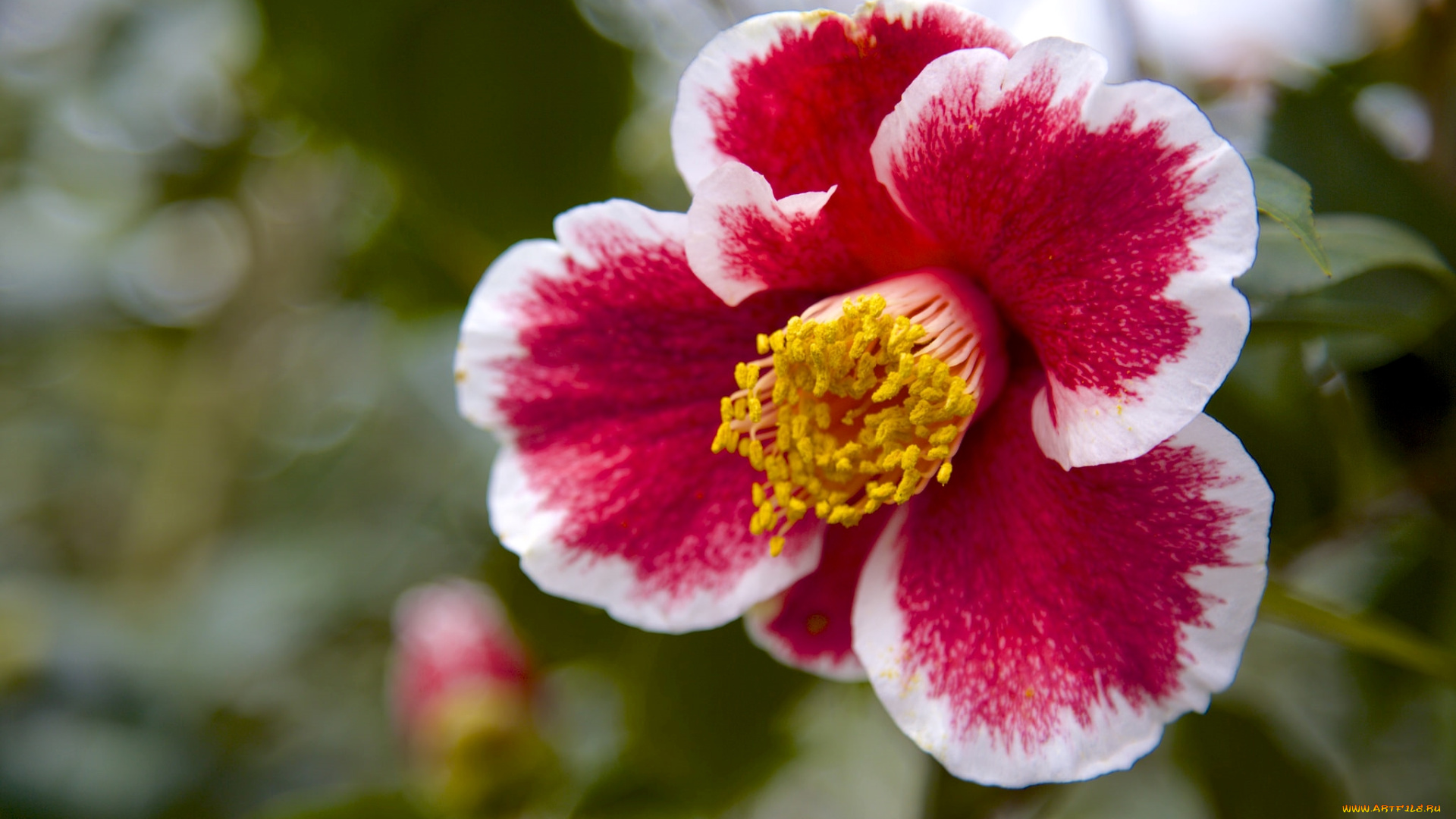 цветы, камелии, макро