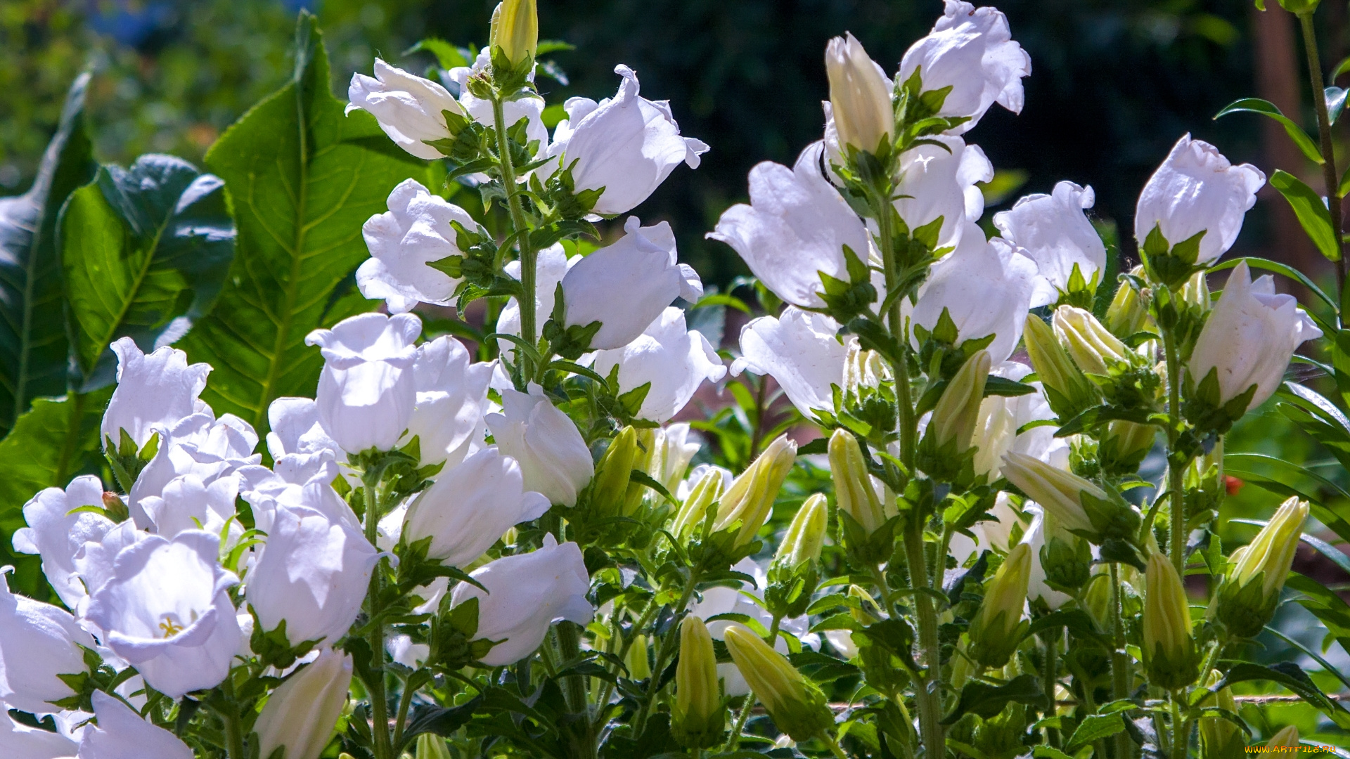 цветы, колокольчики