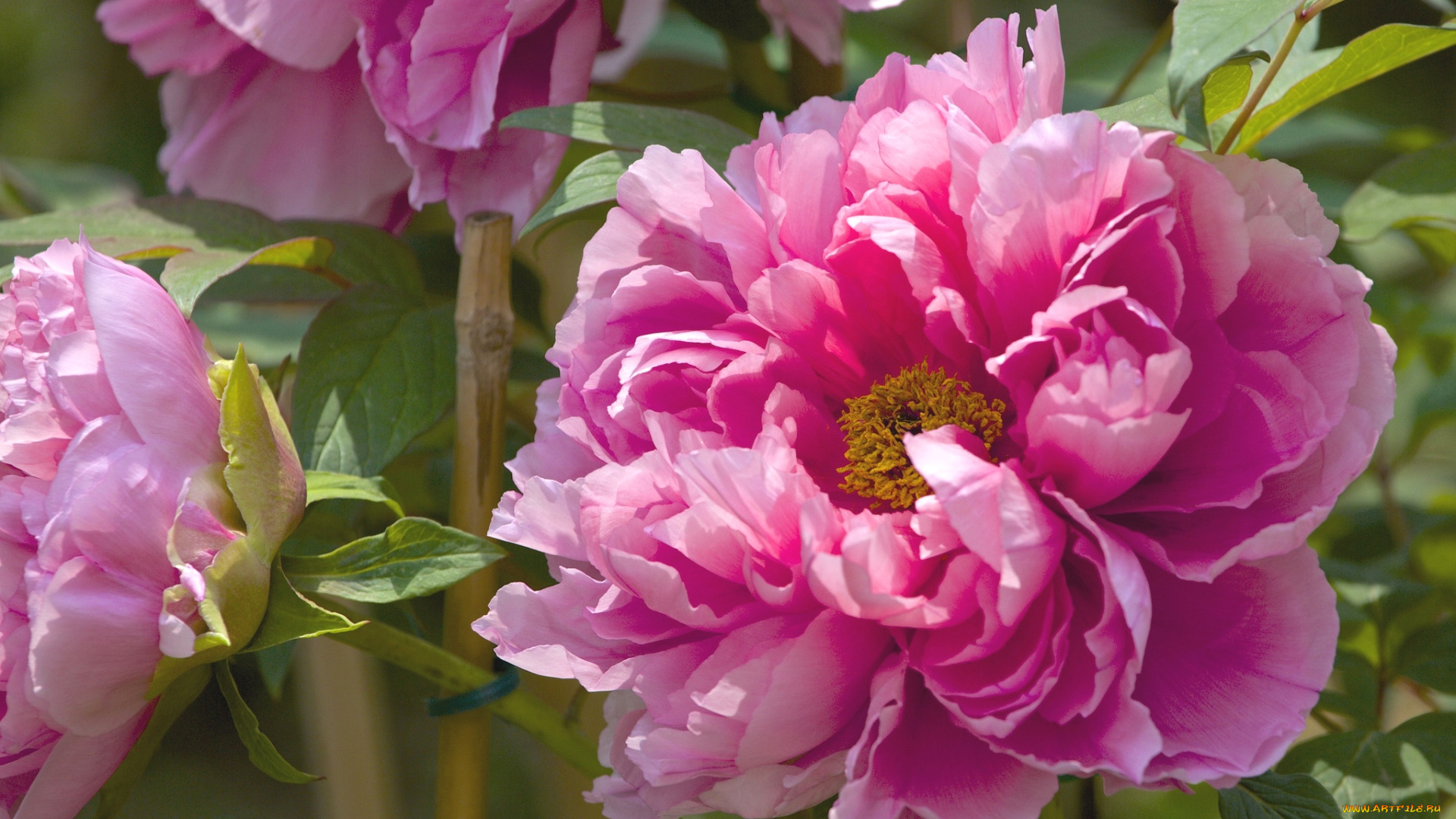 цветы, пионы, макро