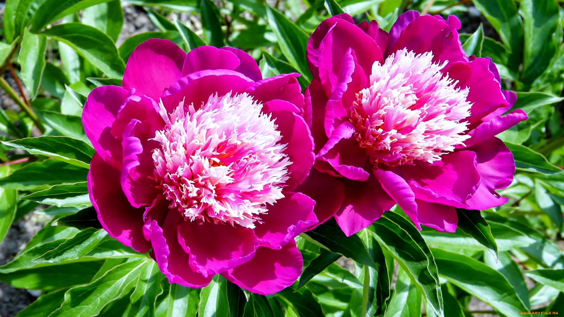 цветы, пионы, пара