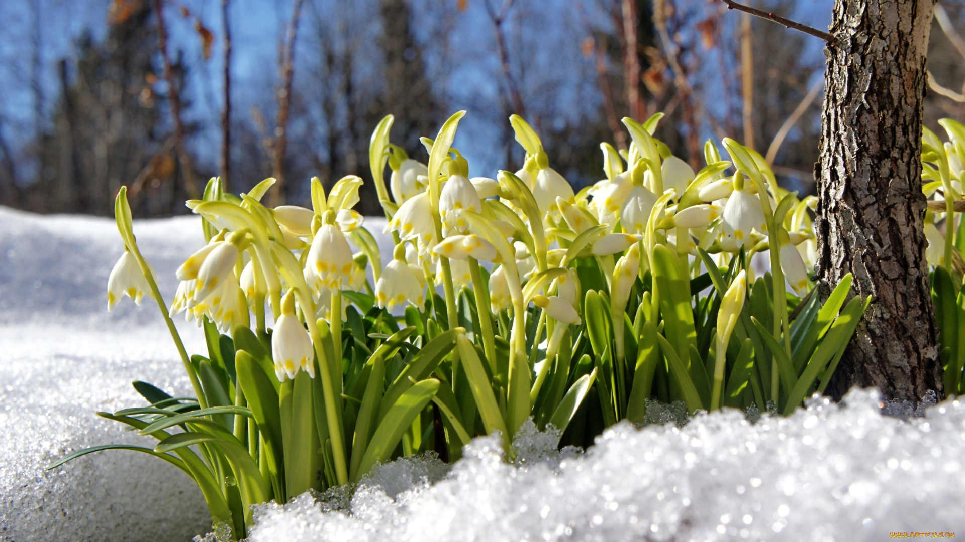 цветы, подснежники, , белоцветник, , пролески, снег, белоцветник