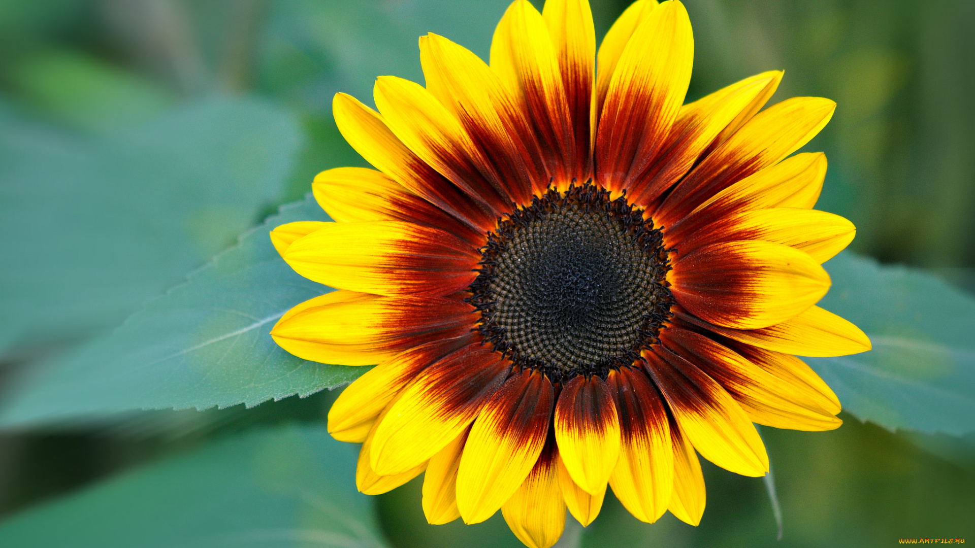 цветы, подсолнухи, макро