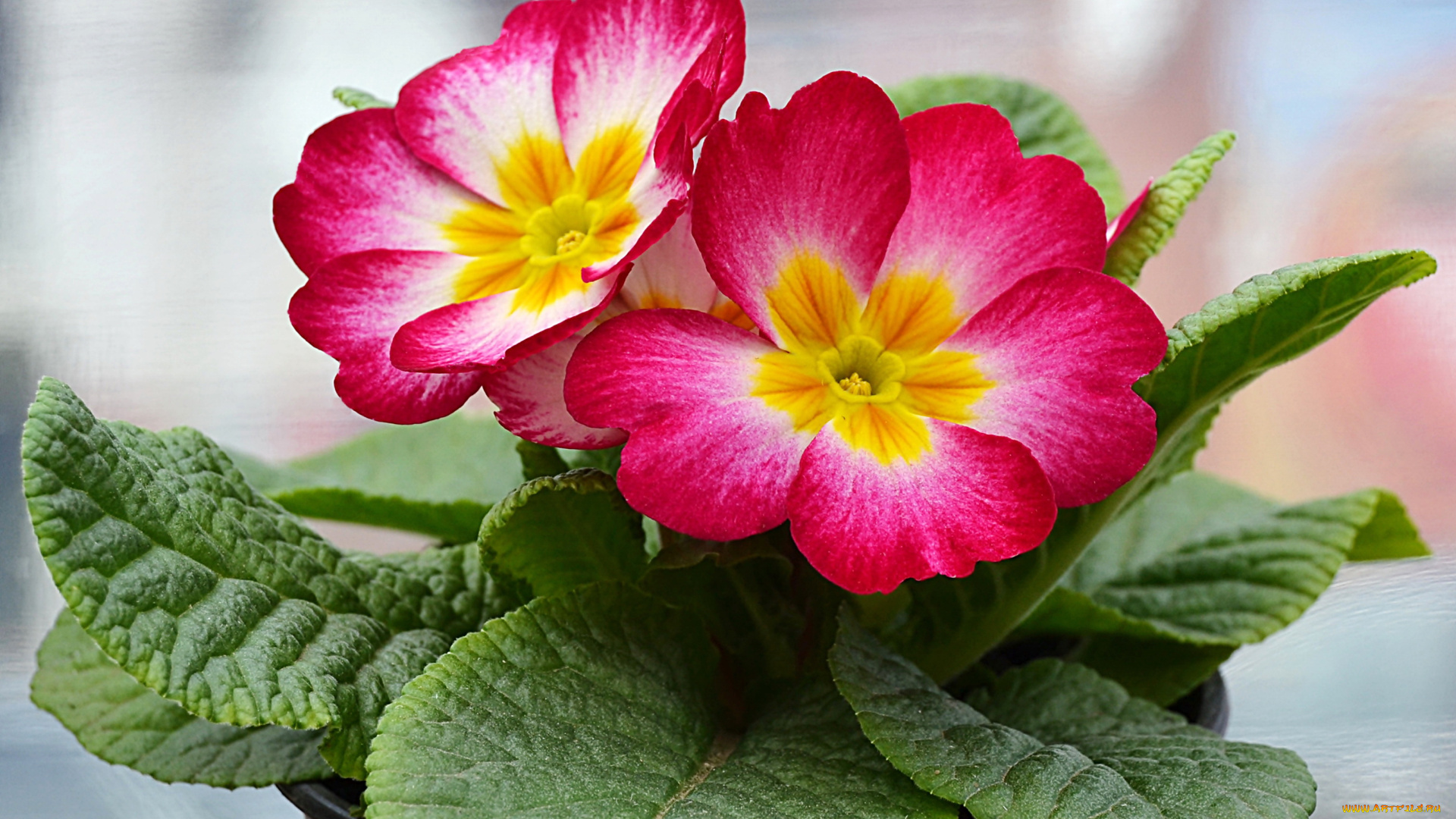 цветы, примулы, красные, примула